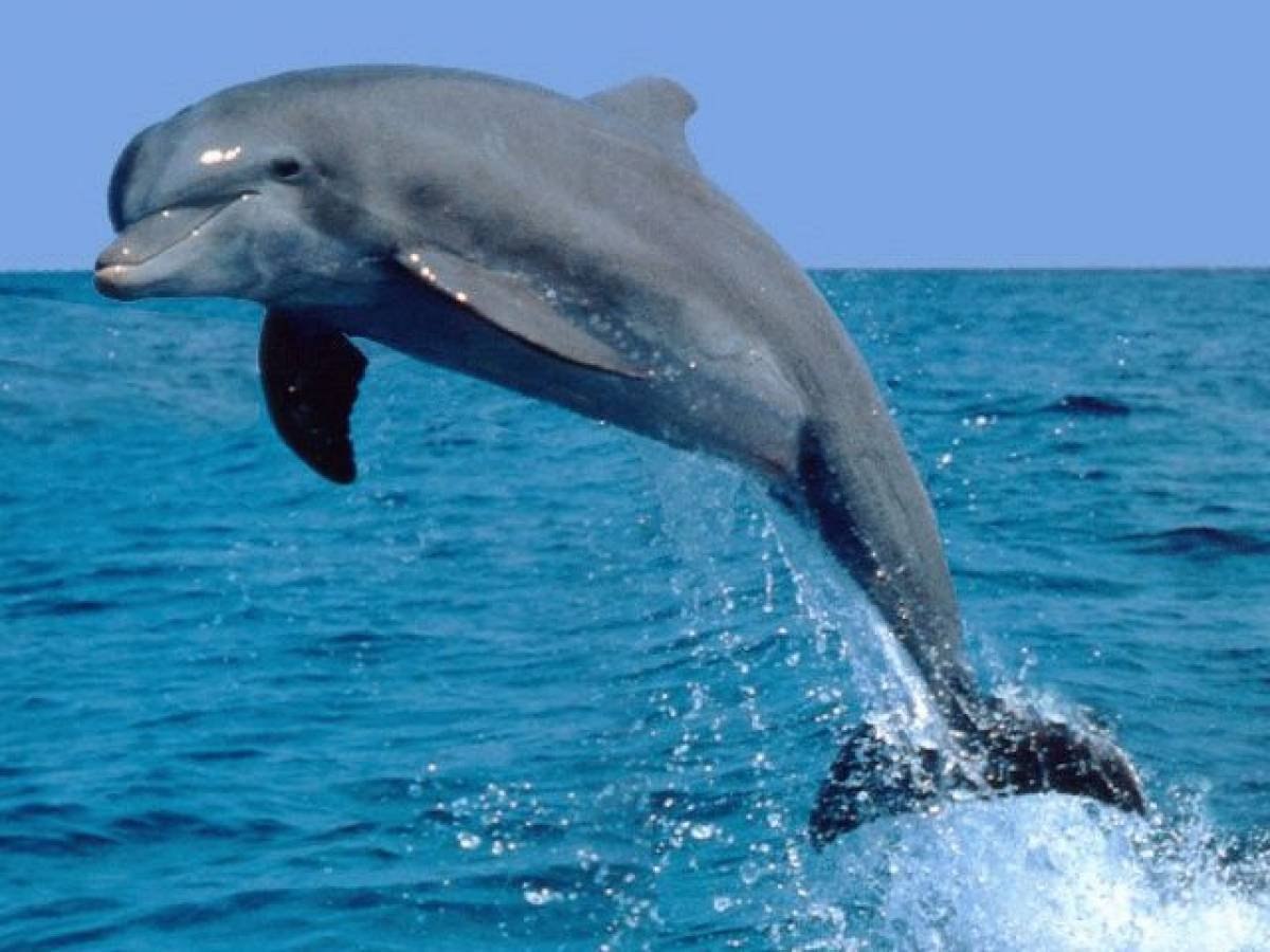 Дельфины с удовольствием разучивают и выполняют разные. Дельфин Афалина Черноморская. Дельфины афалины черного моря. Дельфин Афалина в черном море. Черноморская Афалина красная.