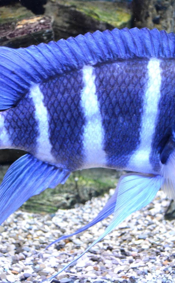 Синяя полосатая аквариумная рыбка