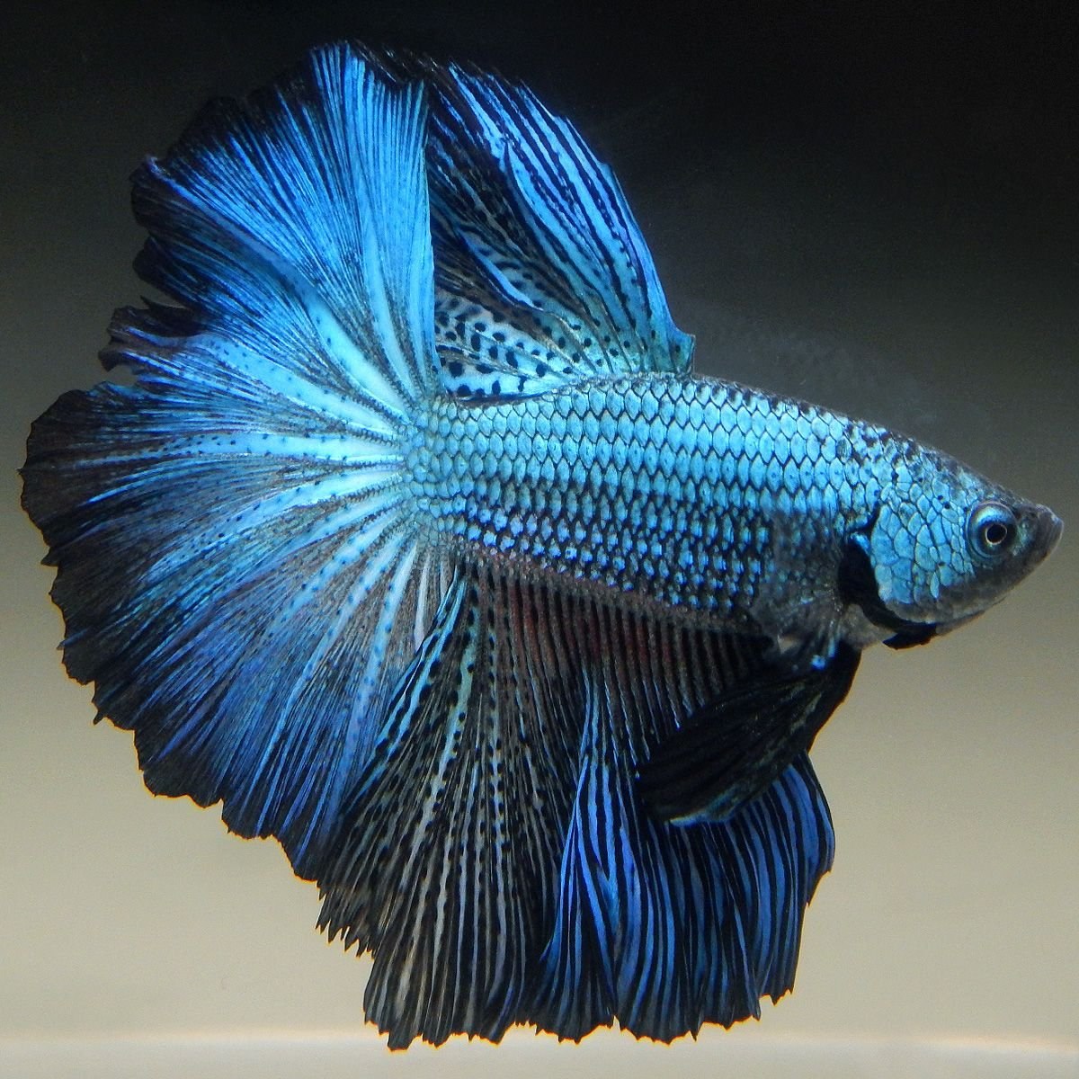 Blue Betta Fish