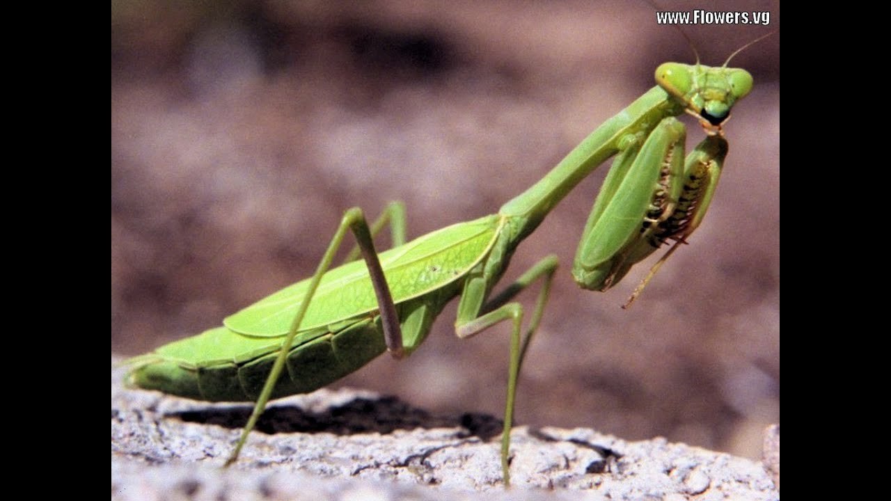 Как называется богомол. Богомол обыкновенный. Мантис богомол. Богомол обыкновенный насекомые. Mantis religiosa, самка.
