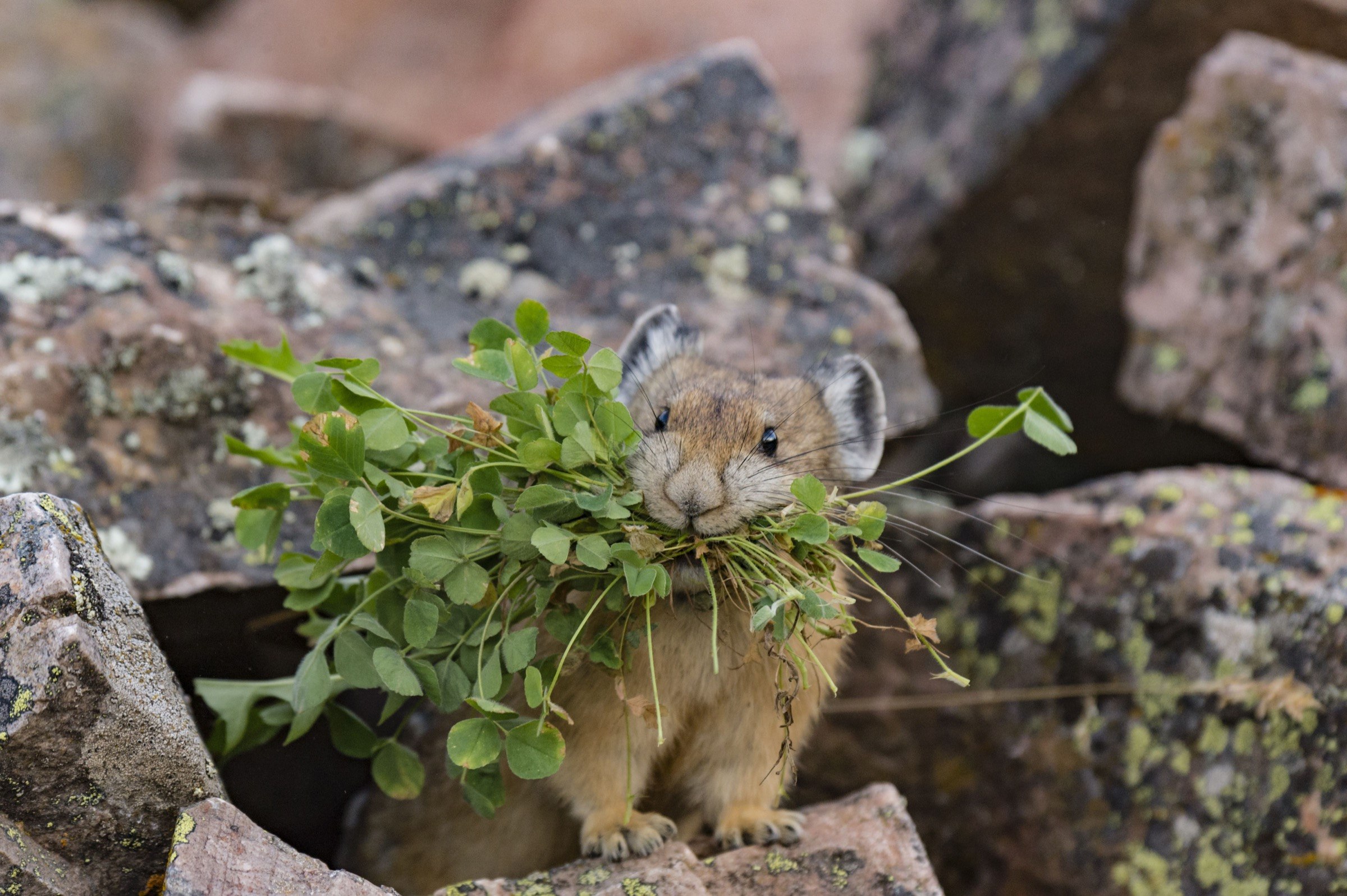 Pika. Северная пищуха (сеноставка). Илийская пищуха. Уральская Северная пищуха (Ochotona Hyperborea uralensis). Пищухи зайцеобразные.