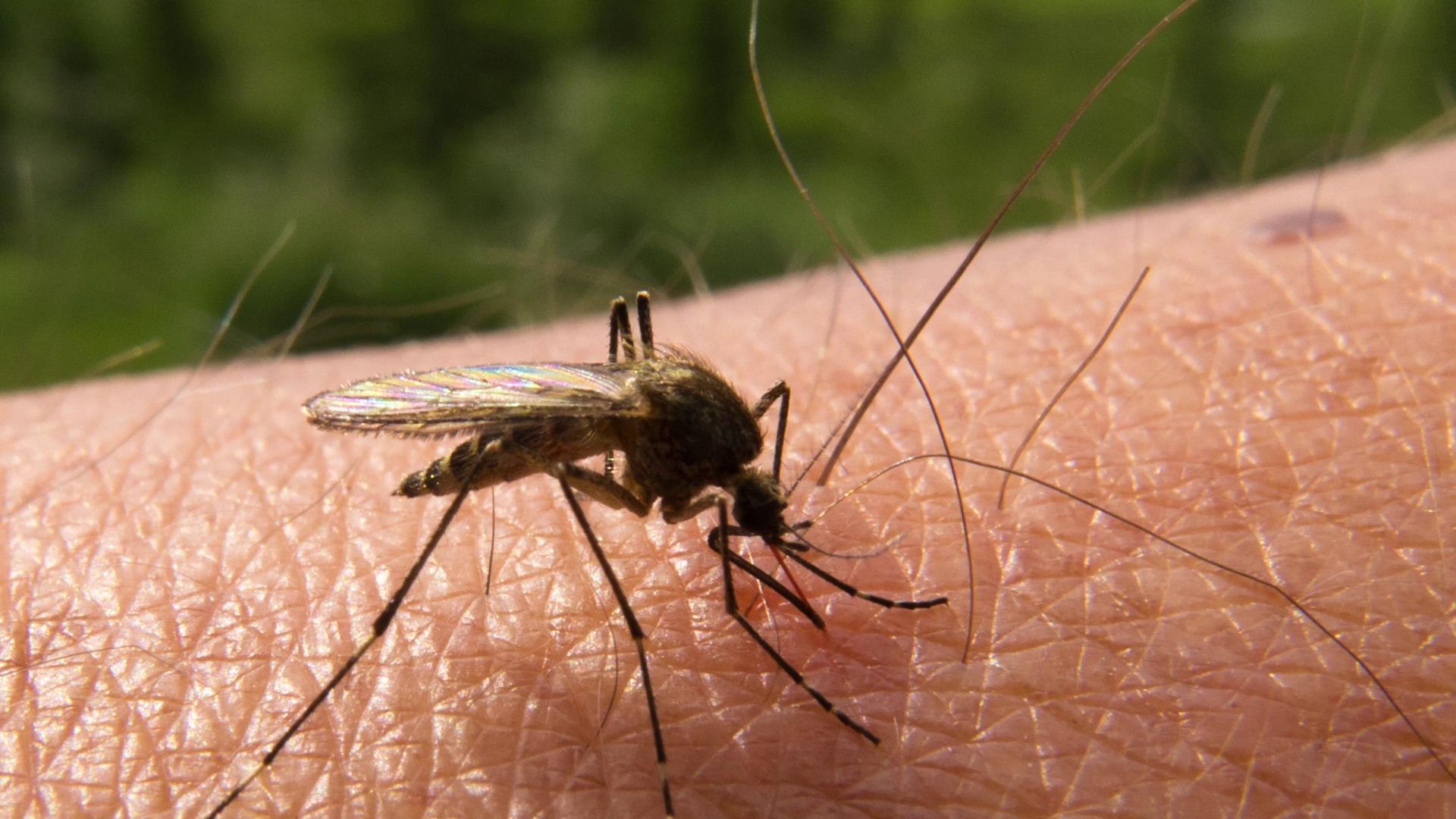 Комаров погуляет. Малярийный комар долгоножка. Комар Пискун. Кровососущие насекомые комары.