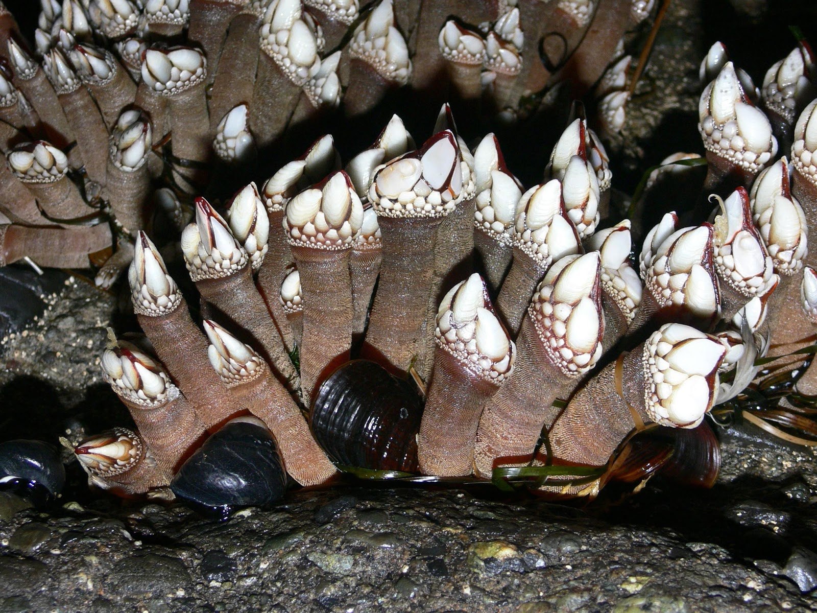 Морской желудь. Моллюск Barnacle. Балянусы и морские уточки. Морские уточки на черепахе. Балянус паразит.