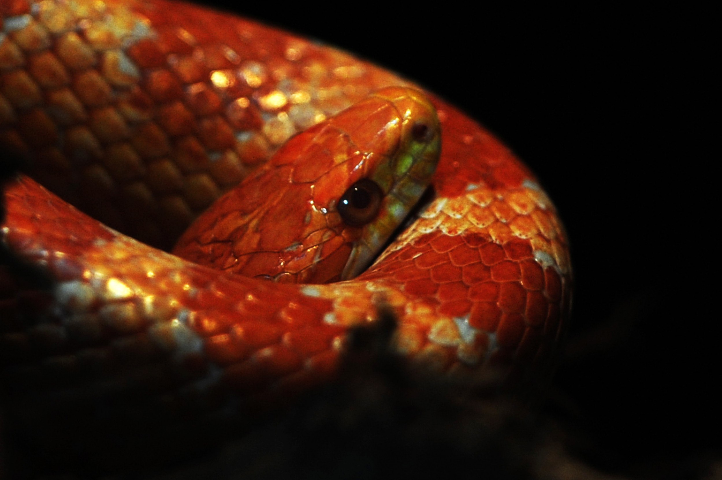 Красно желтая змея. Краснобрюхий Аспид. Змея краснобрюхий полоз. Красный полоз змея. Самые красивые змеи.