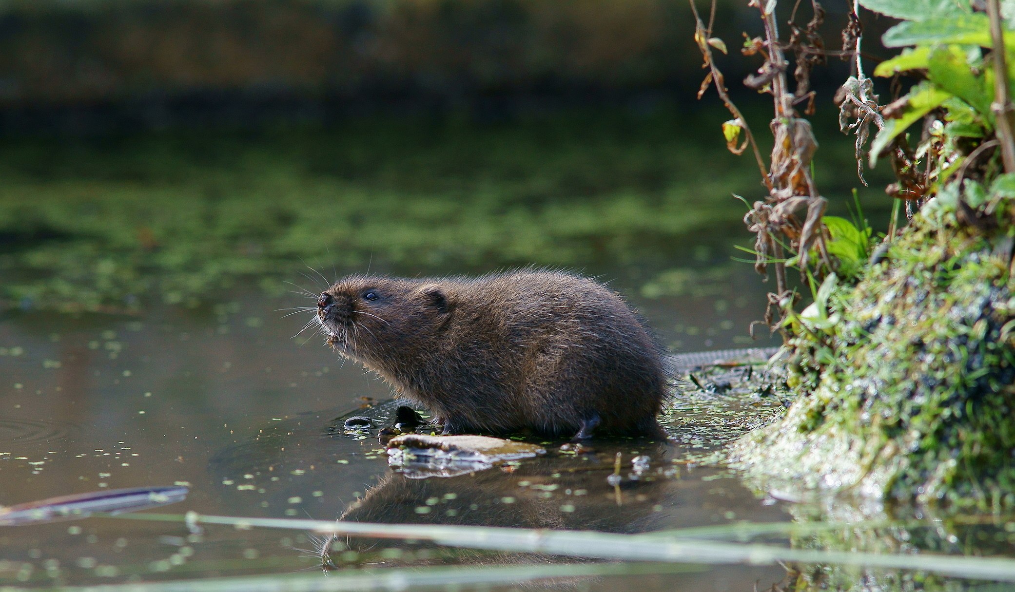 Водяная крыса. Водяная крыса полевка. Водяная полевка Arvicola terrestris. Водяная полёвка или водяная крыса. Болотная полевка.