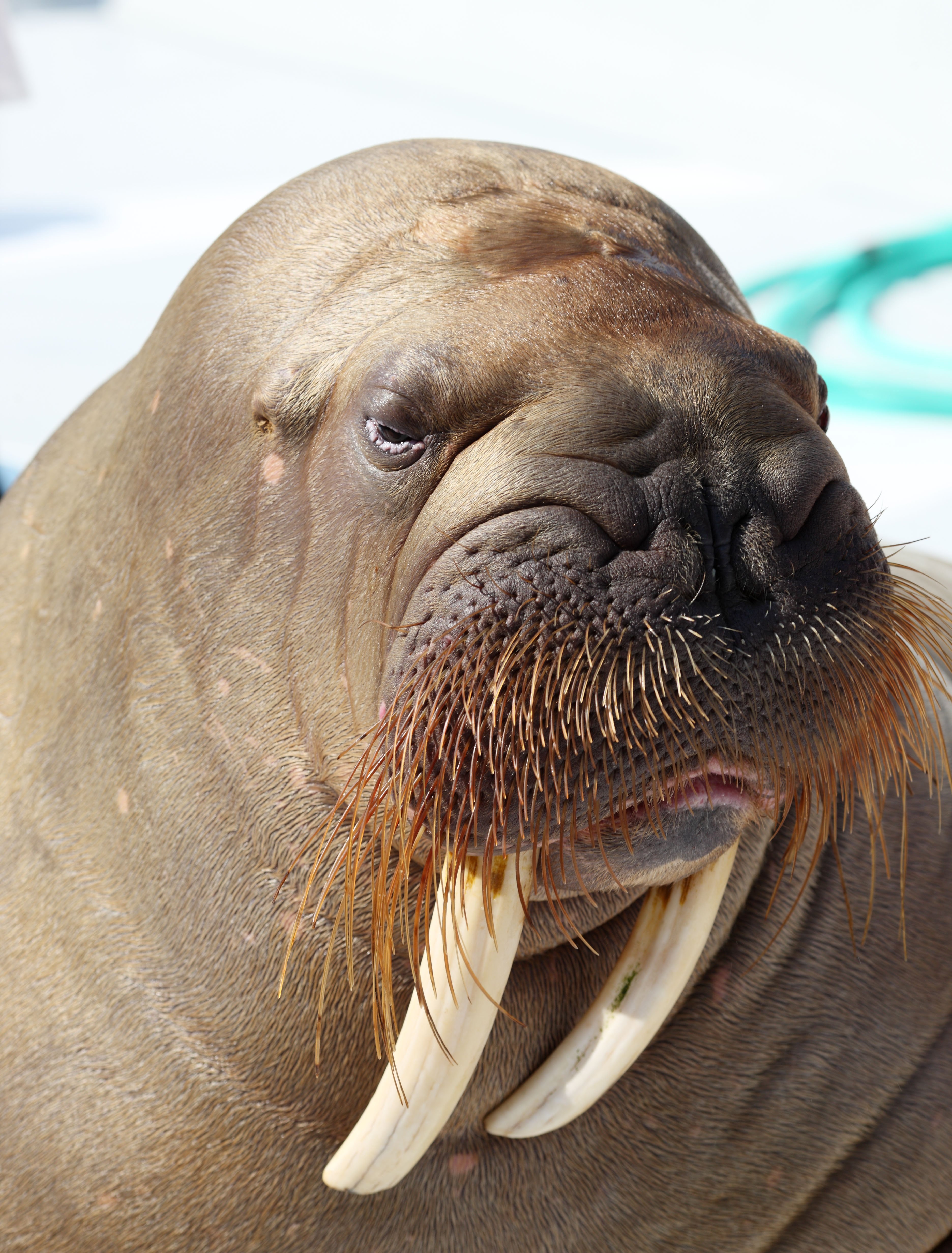 Усатый тюлень (65 фото) - красивые фото и картинки pofoto.club