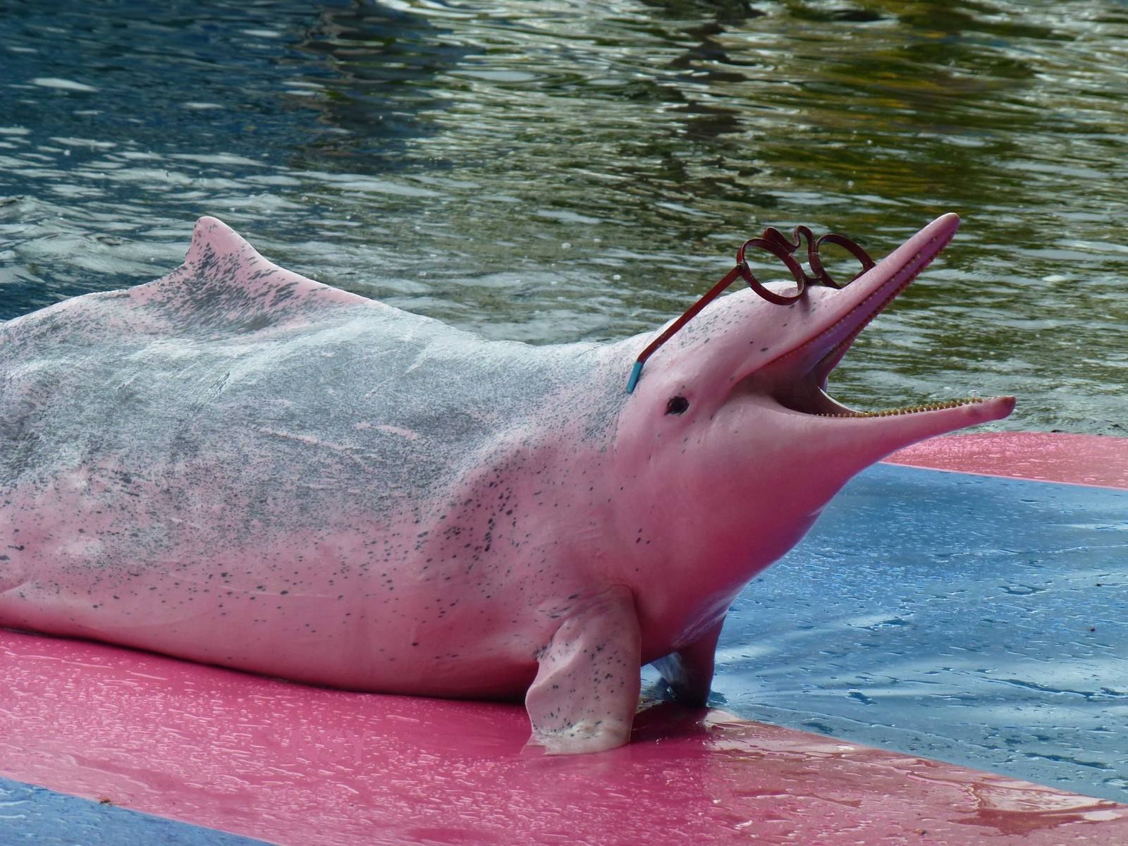 Амазонский дельфин 4. Амазонский Речной Дельфин. Розовыми амазонскими речными дельфинами. Амазонский розовый Дельфин. Розовый Дельфин боуто.