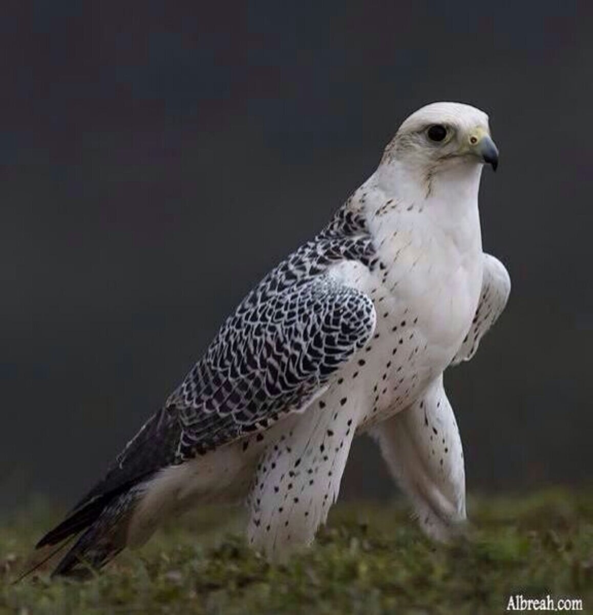 Хищные птицы серого цвета. Кречет Falco rusticolus. Камчатский Сокол Кречет. Кречет - Falco rusticolus Linnaeus. Кречет в тундре.