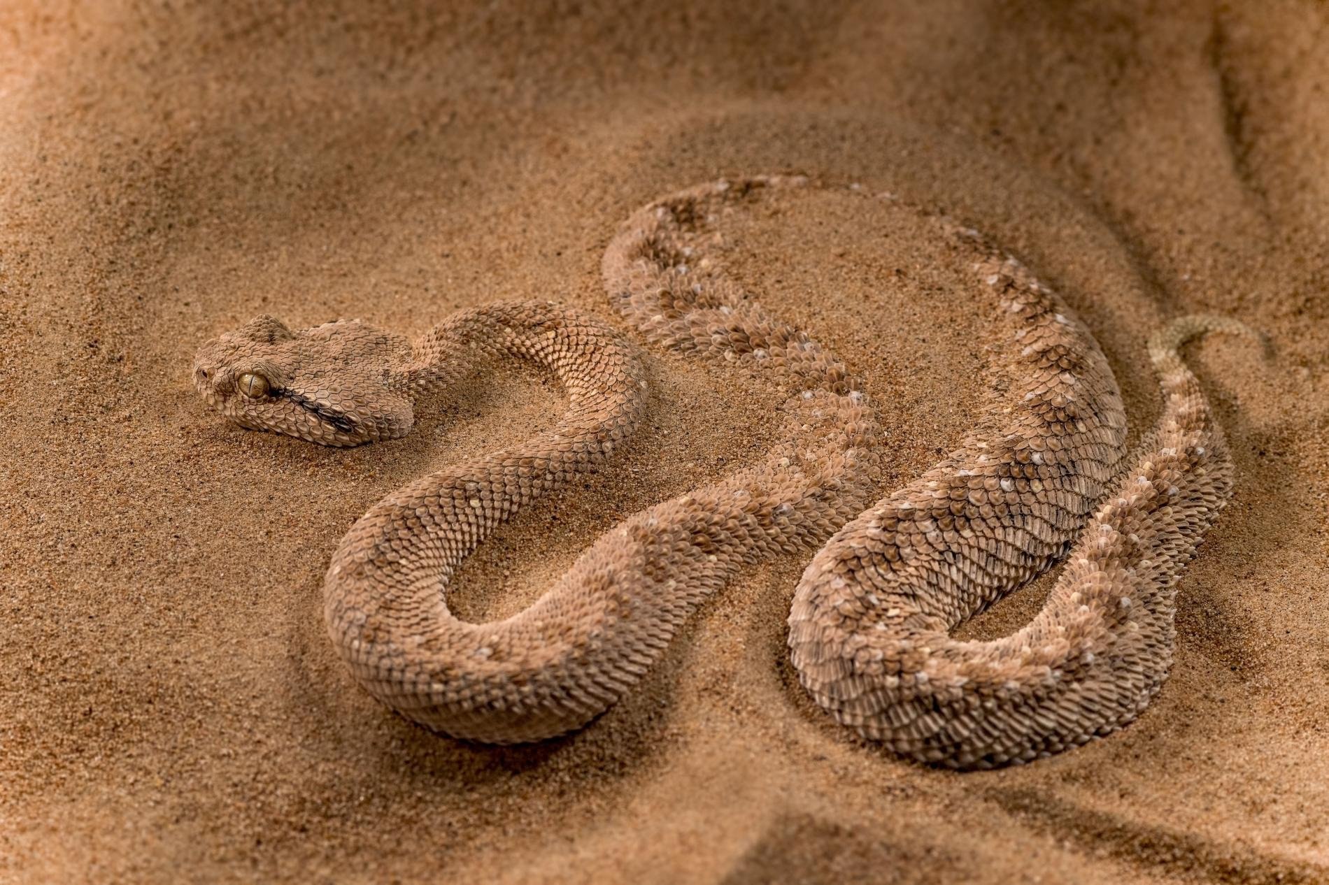 Песчаная Эфа змея