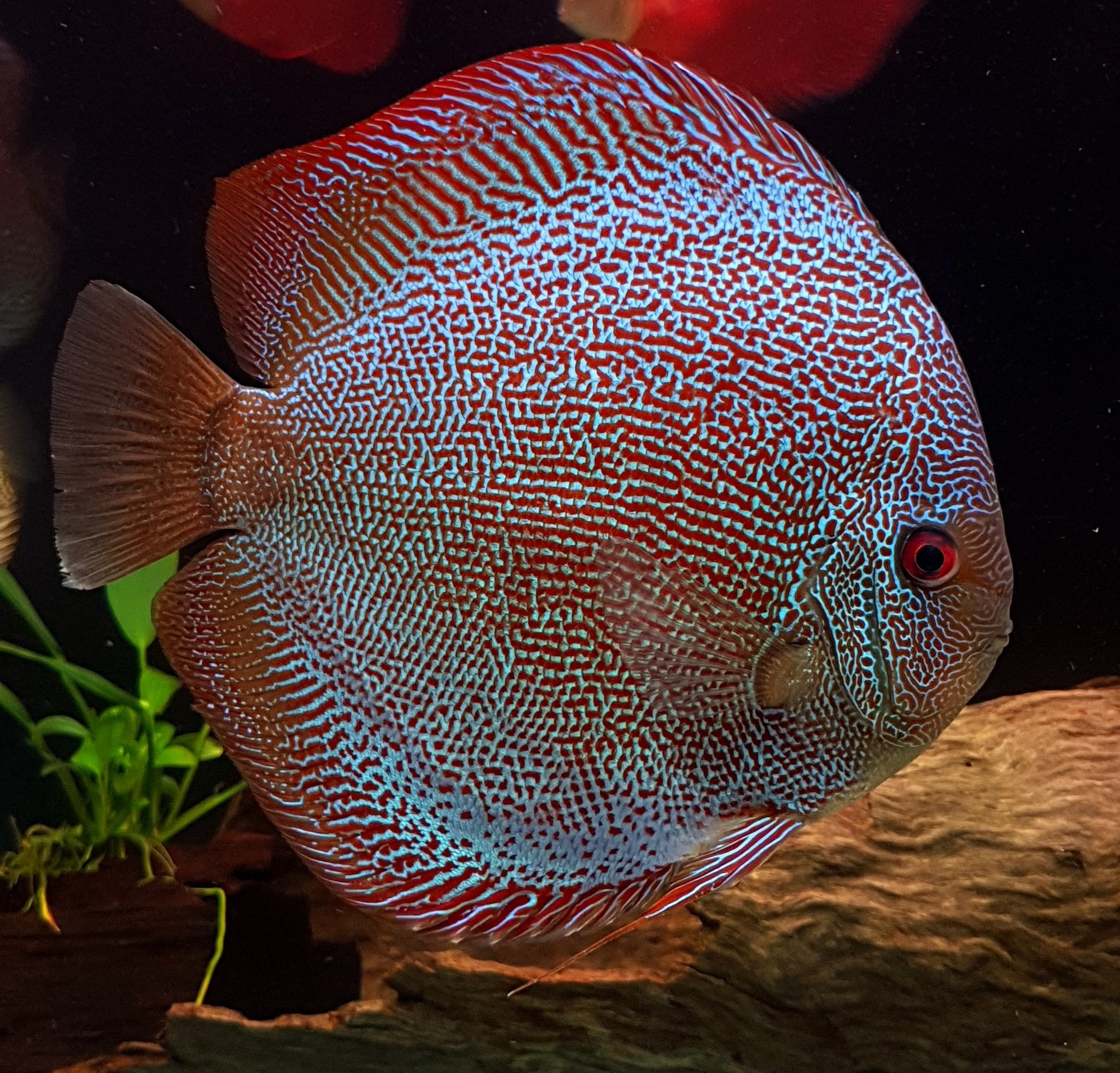 Дискус это. Jahansontabletop Discus.