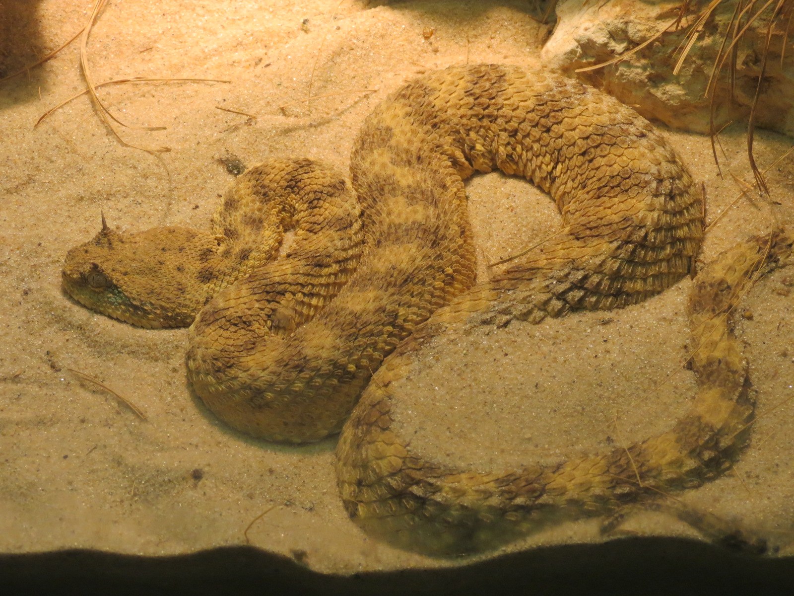 змеи армении