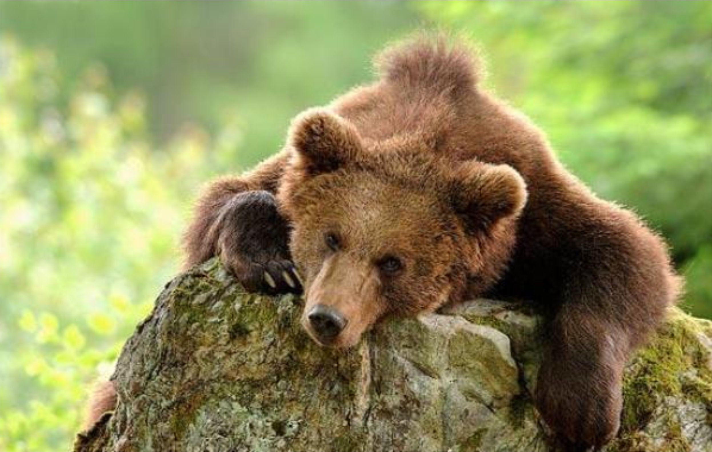 Звери про медведь. Кавказский бурый медведь. Закавказский бурый медведь. Бурый медведь Краснодарского края. Медведь субтропики.