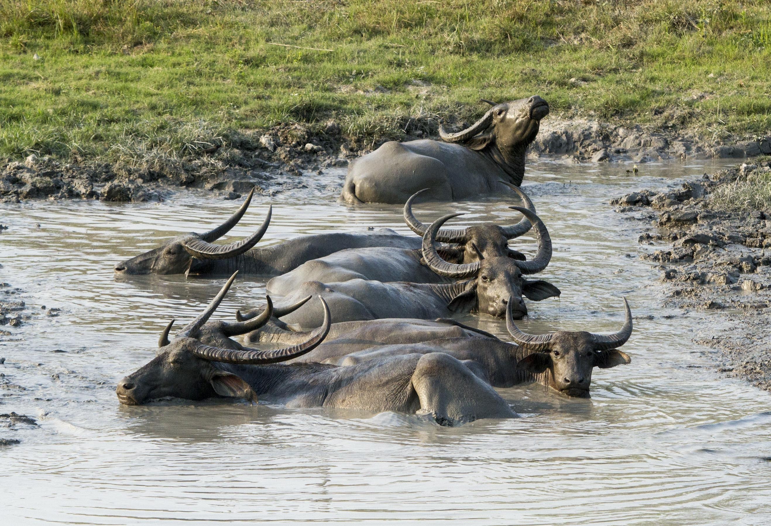 Носороги буйволы слоны обитают. Индийский буйвол Арни. Буйволы в Тайланде. Азиатский водяной буйвол. Остров Маражо Буйволы.