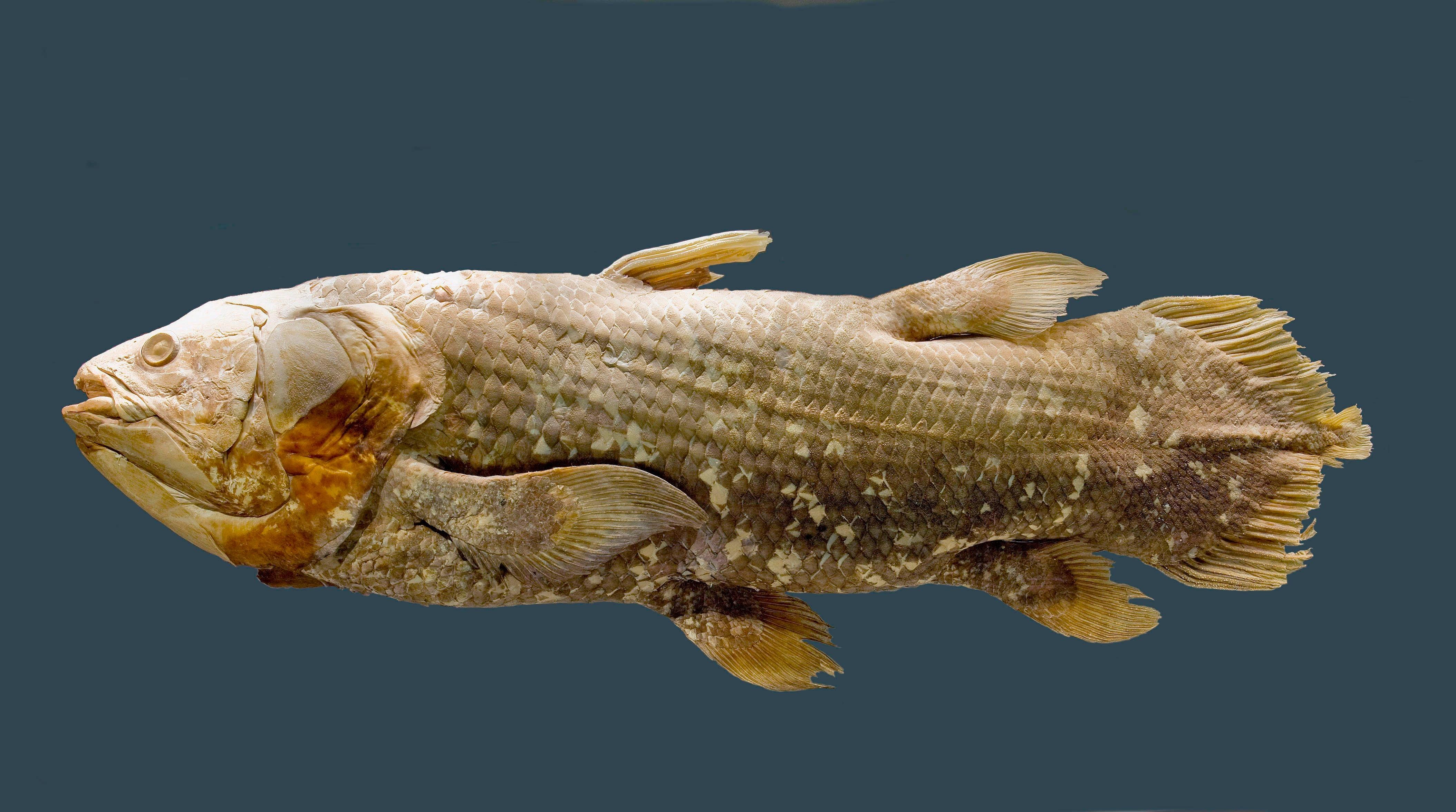 Живые ископаемые рыбы. Древняя рыба Латимерия. Кистеперые рыбы Латимерия. Кистепёрая рыба Латимерия. Целакант рыба Латимерия.
