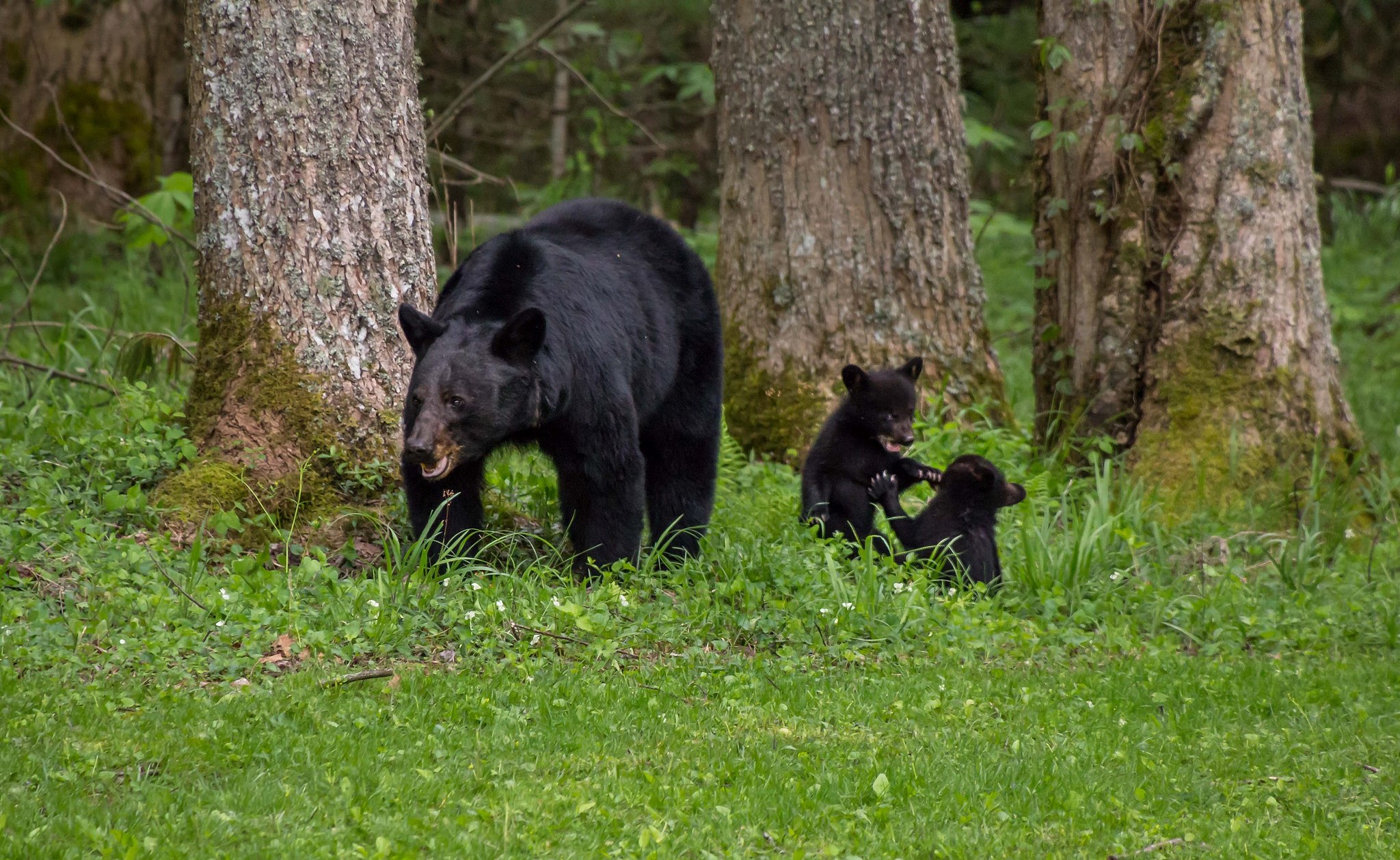 Медведь барибал умеет лазить по деревьям. Барибал медведь. Американский черный медведь Барибал. Барибал и Гризли. Барибал популяция.