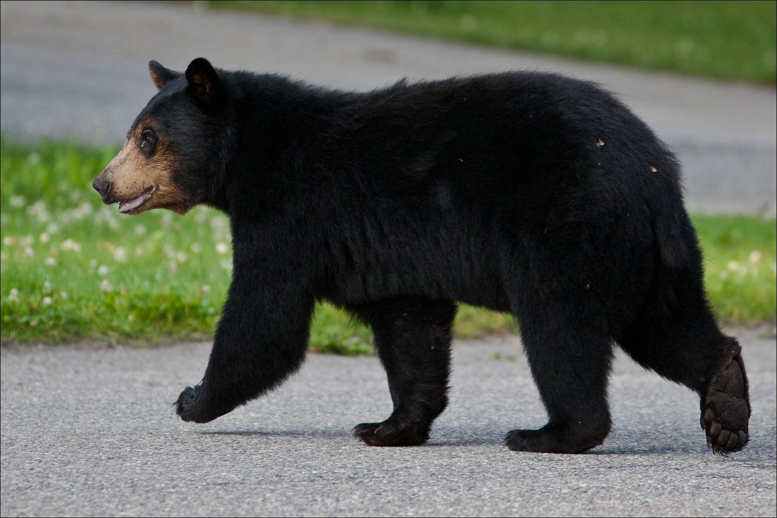 Канадский медведь