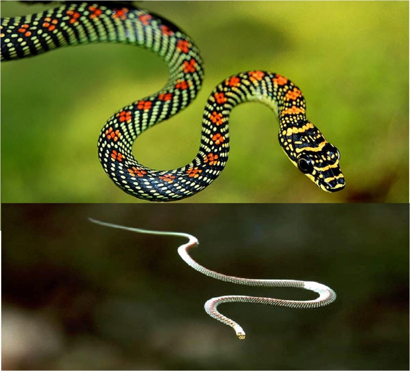 Украшенная змея. Королевская ошейниковая змея. Chrysopelea Paradisi змея. Райская летучая змея. Аспид стройный ошейниковый.
