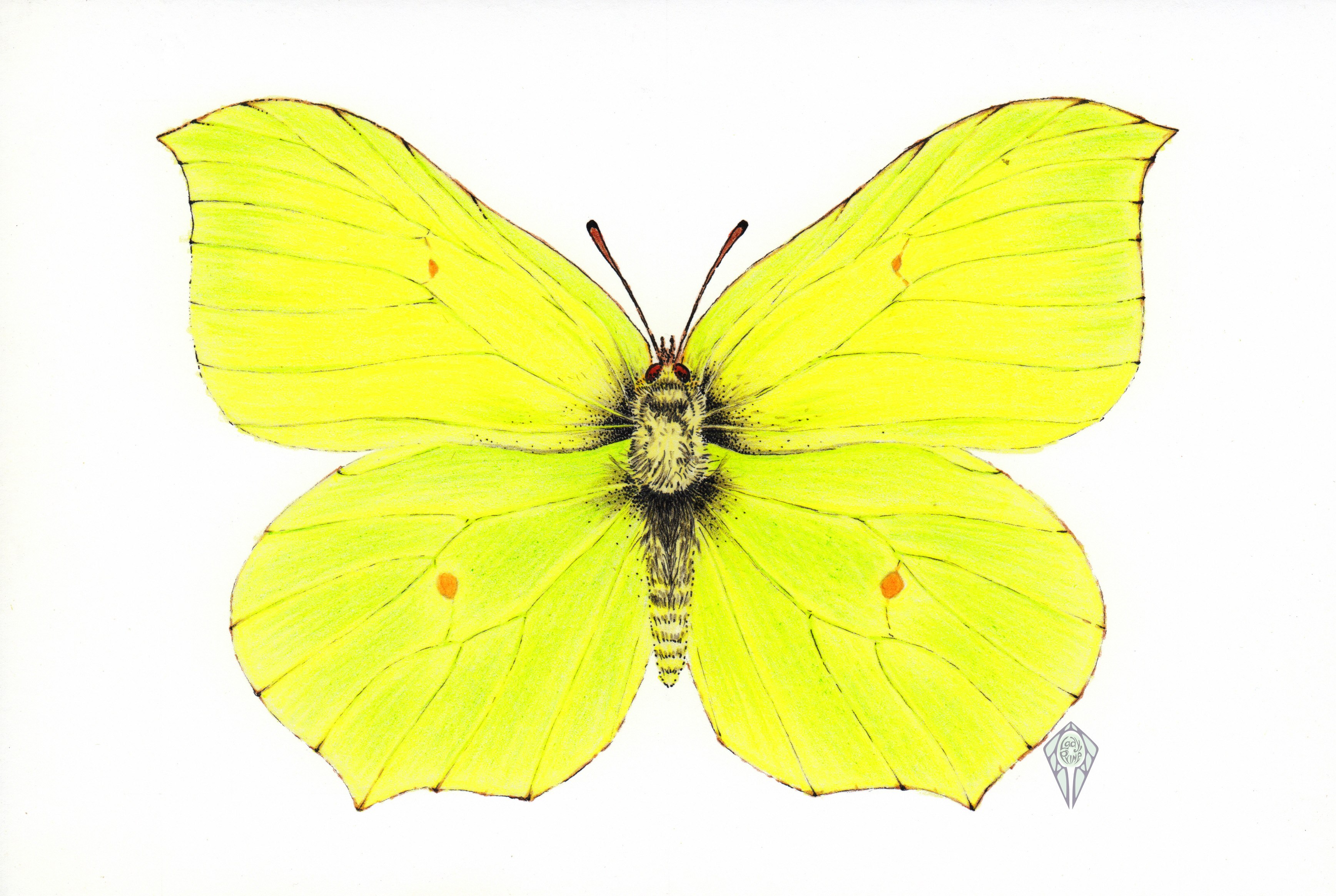 Бабочка лимонница рисунок. Бабочка лимонница крушинница. Бабочка копустница жёлтая. Бабочка капустница и лимонница. Жёлтая бабочка лимонница.