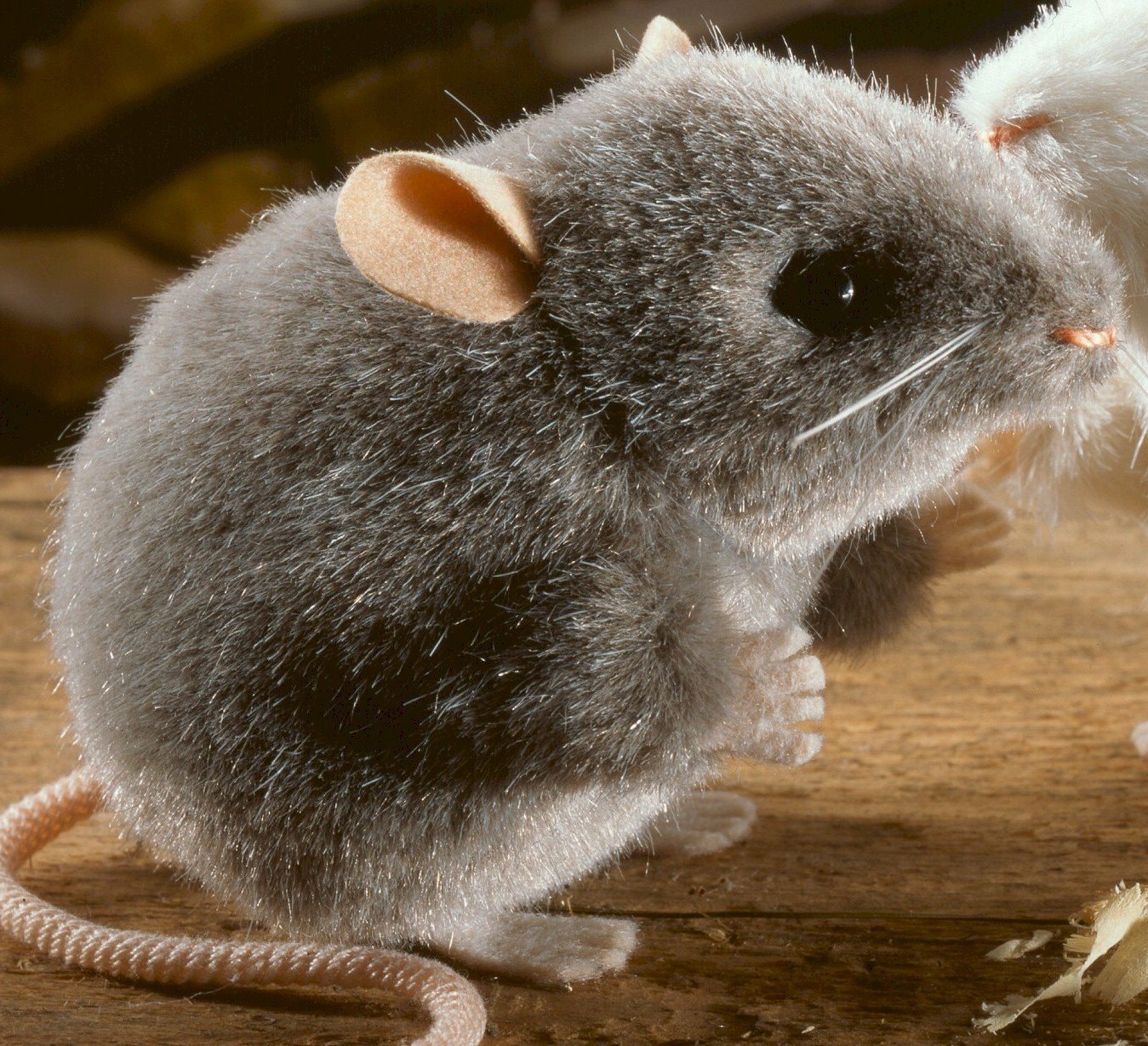 Маленькие живые мышки. Серая мышь. Мышка домашняя. Пушистая мышь. Декоративные мышки.
