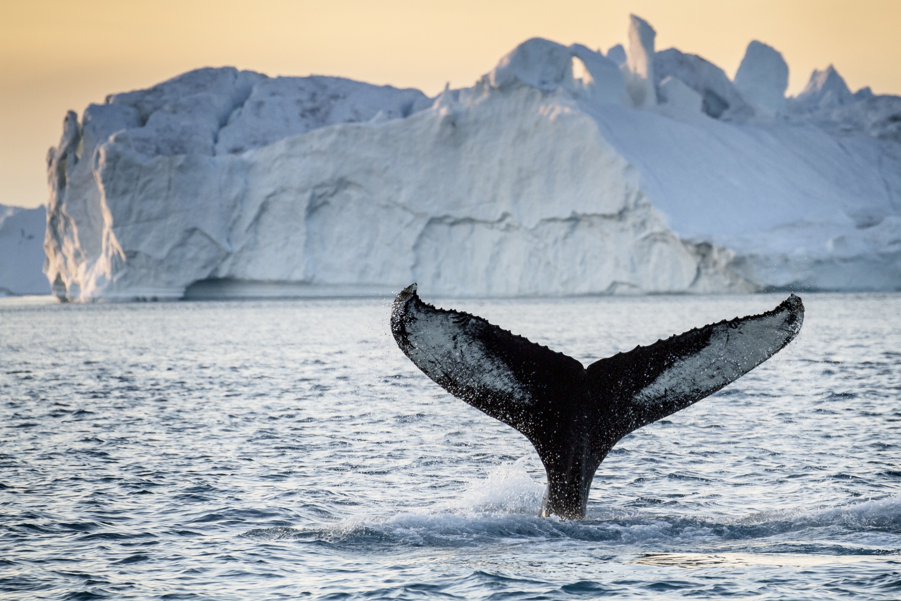 Море баффина океан. Антарктида Гренландский кит. Гренландский кит в Арктике. Горбатый кит в Антарктиде. Арктическая пустыня Гренландский кит.