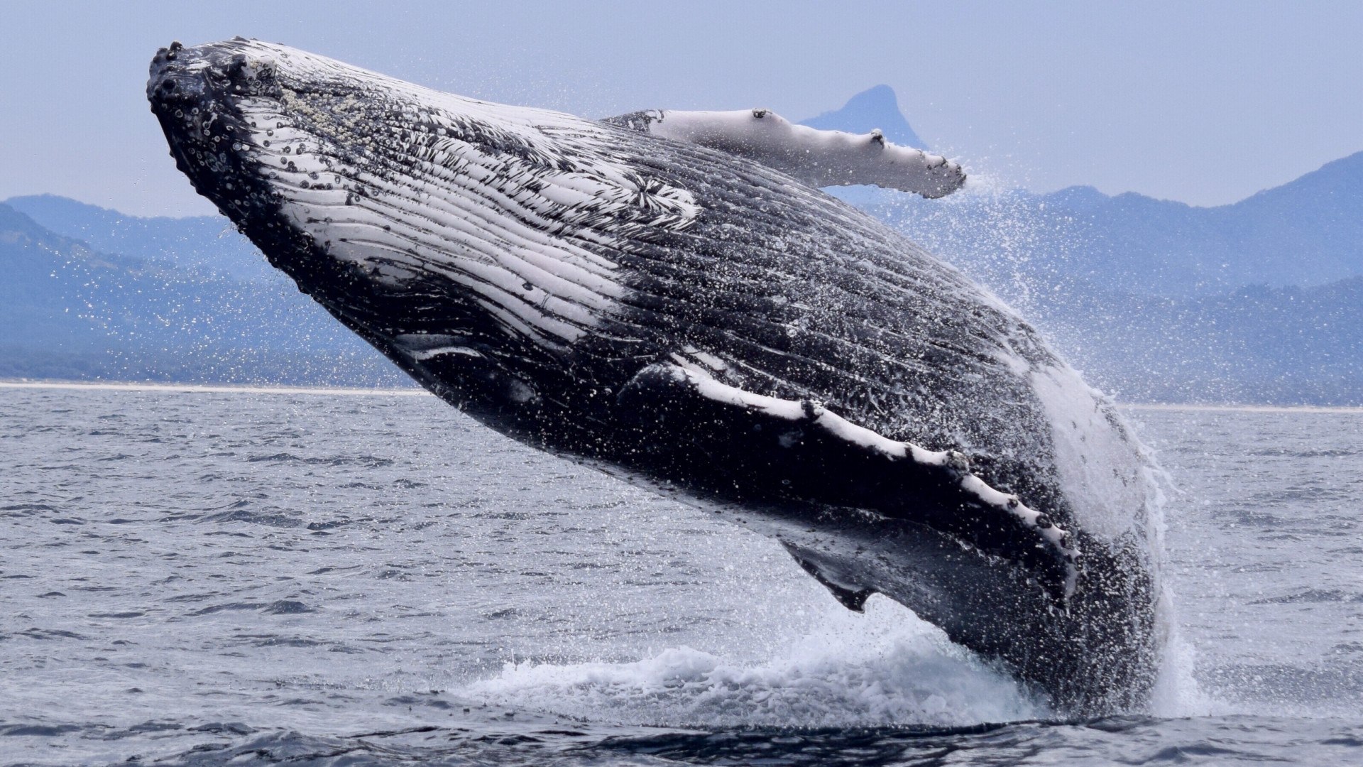 Серый кит Камчатка