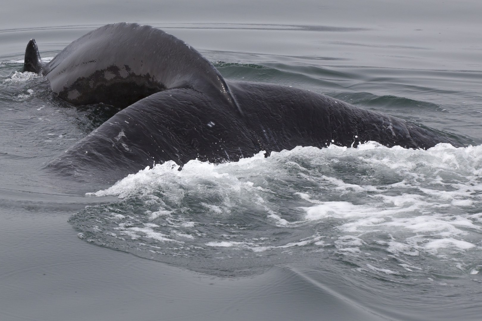 Гренландский кит дыхало