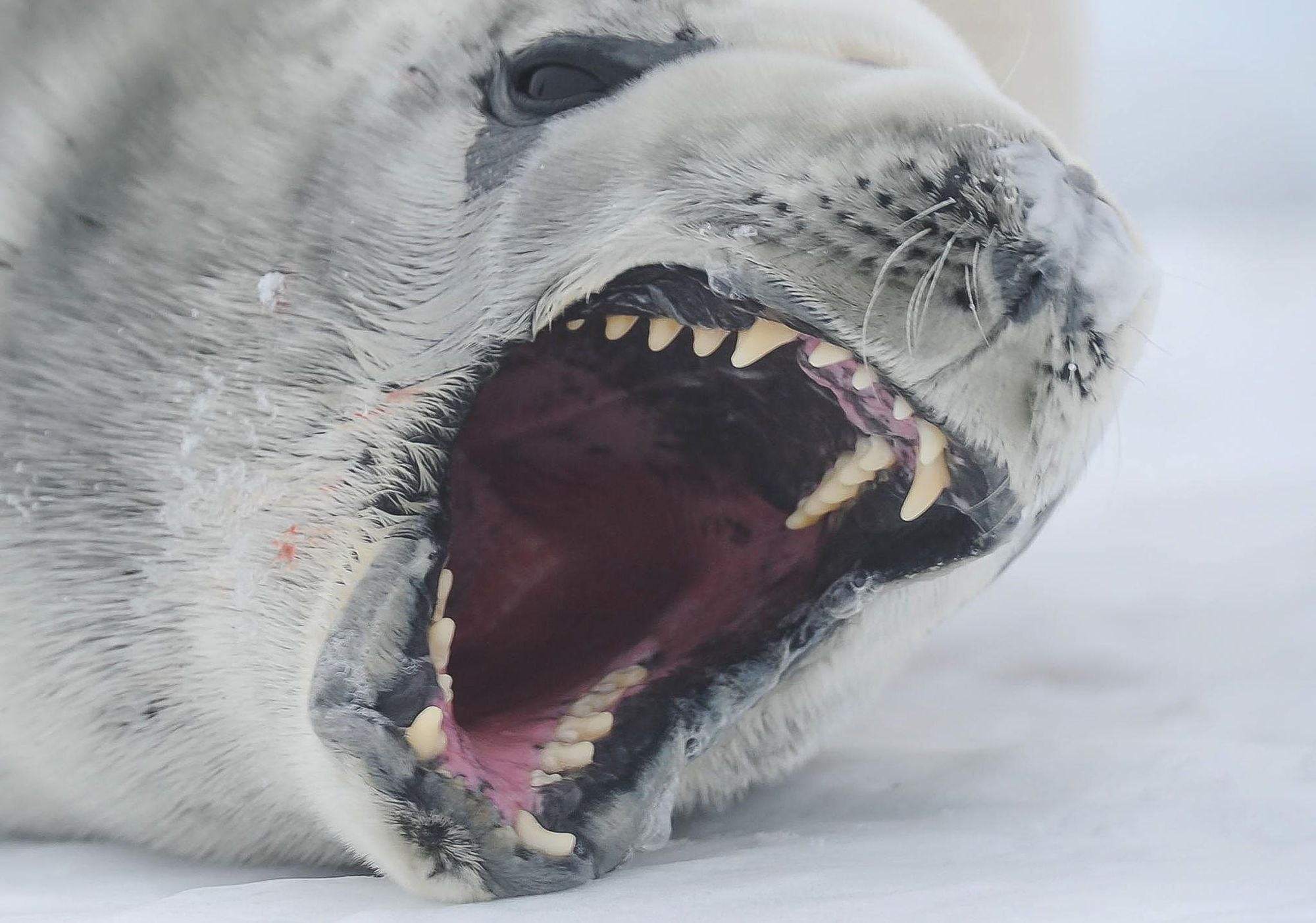 Короткая пасть. Тюлень-крабоед. Тюлени крабоеды. Морской леопард в Антарктиде. Тюлень крабоед Lobodon carcinophagus.