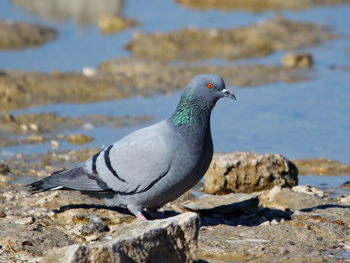 Голуба авторы. Дикий сизый Скалистый голубь. Скальный голубь (Columba rupestris). Columba Livia. Сизая Горлица.