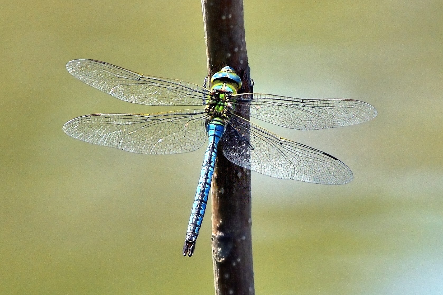 Дозорщик-Император (Anax Imperator)