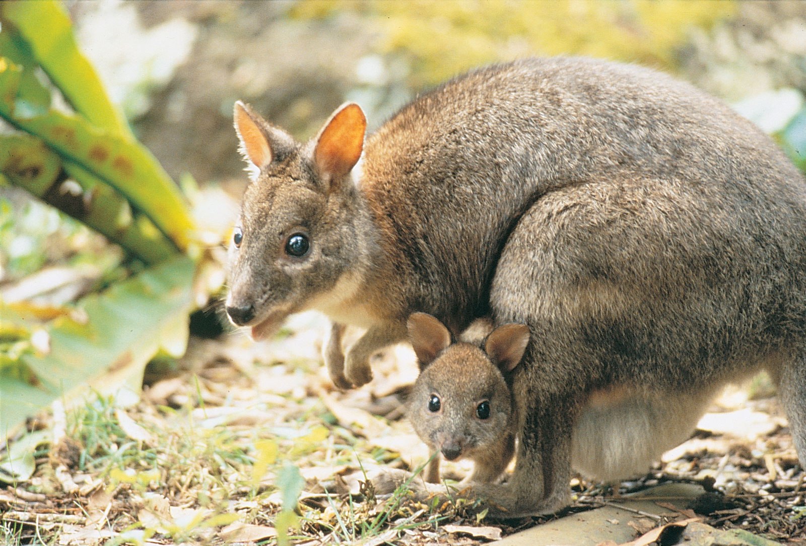 Почему сумчатые сохранились в австралии. Сумчатые кенгуру. Сумчатые кенгуру в Австралии. Сумчатый муравьед Австралии. Австралия сумчатые звери.