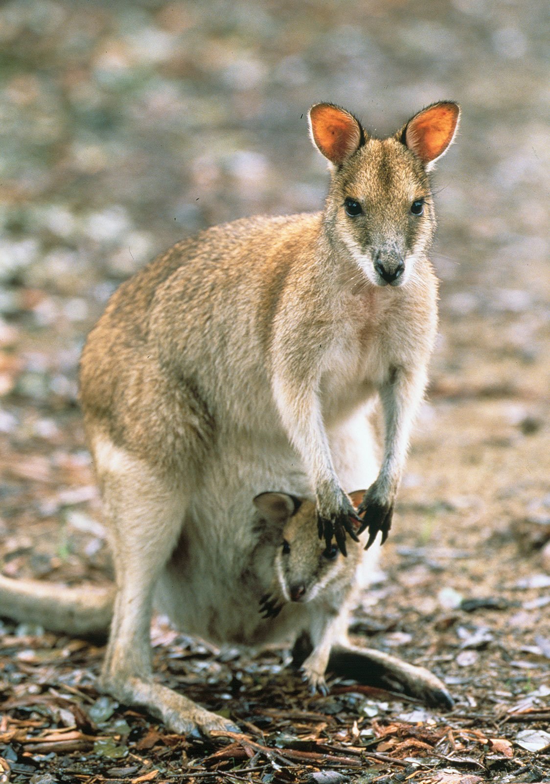 Самый маленький класс животных. Сумчатые кенгуру в Австралии. Отряды млекопитающих сумчатые. Сумчатые звери кенгуру. Сумчатые млекопитающие Австралии.