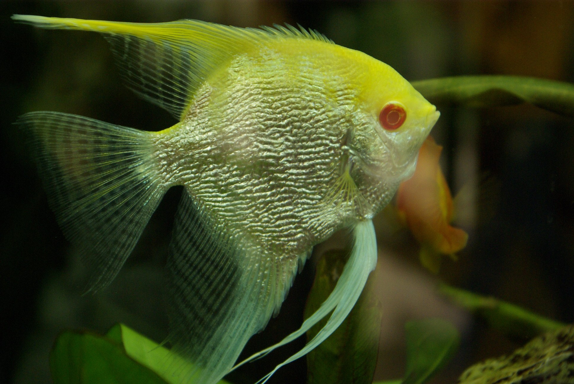 Зеленые аквариумные рыбки. Скалярия аквариумная рыбка. Скалярий рыбка аквариумная. Рыба Скалярия аквариумная. Обыкновенная Скалярия.