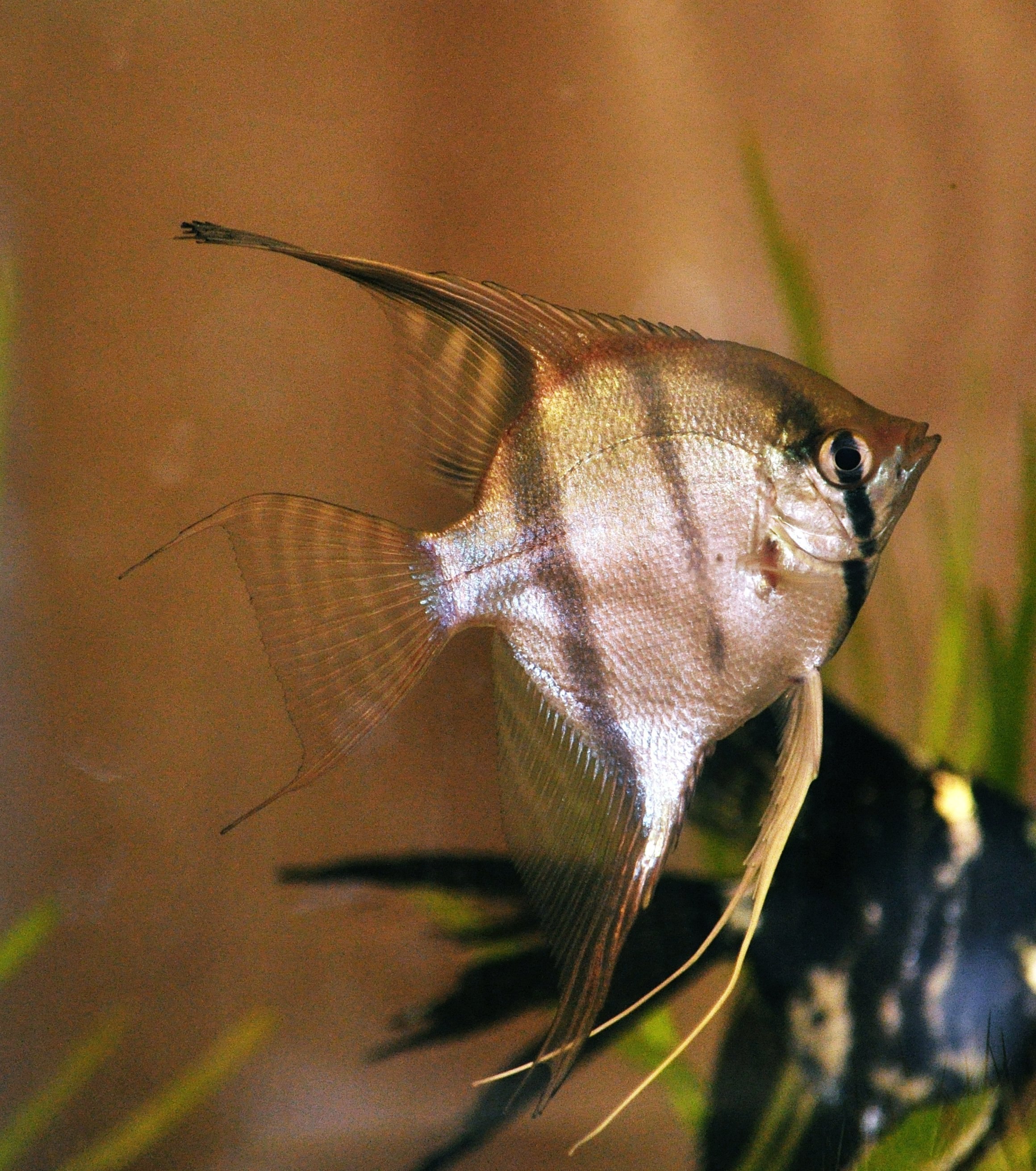 Скалярия отличить самку. Рыбка Скалярия. Скалярия аквариумная рыбка. Скалярия самец и самка. Скалярия Альтум.