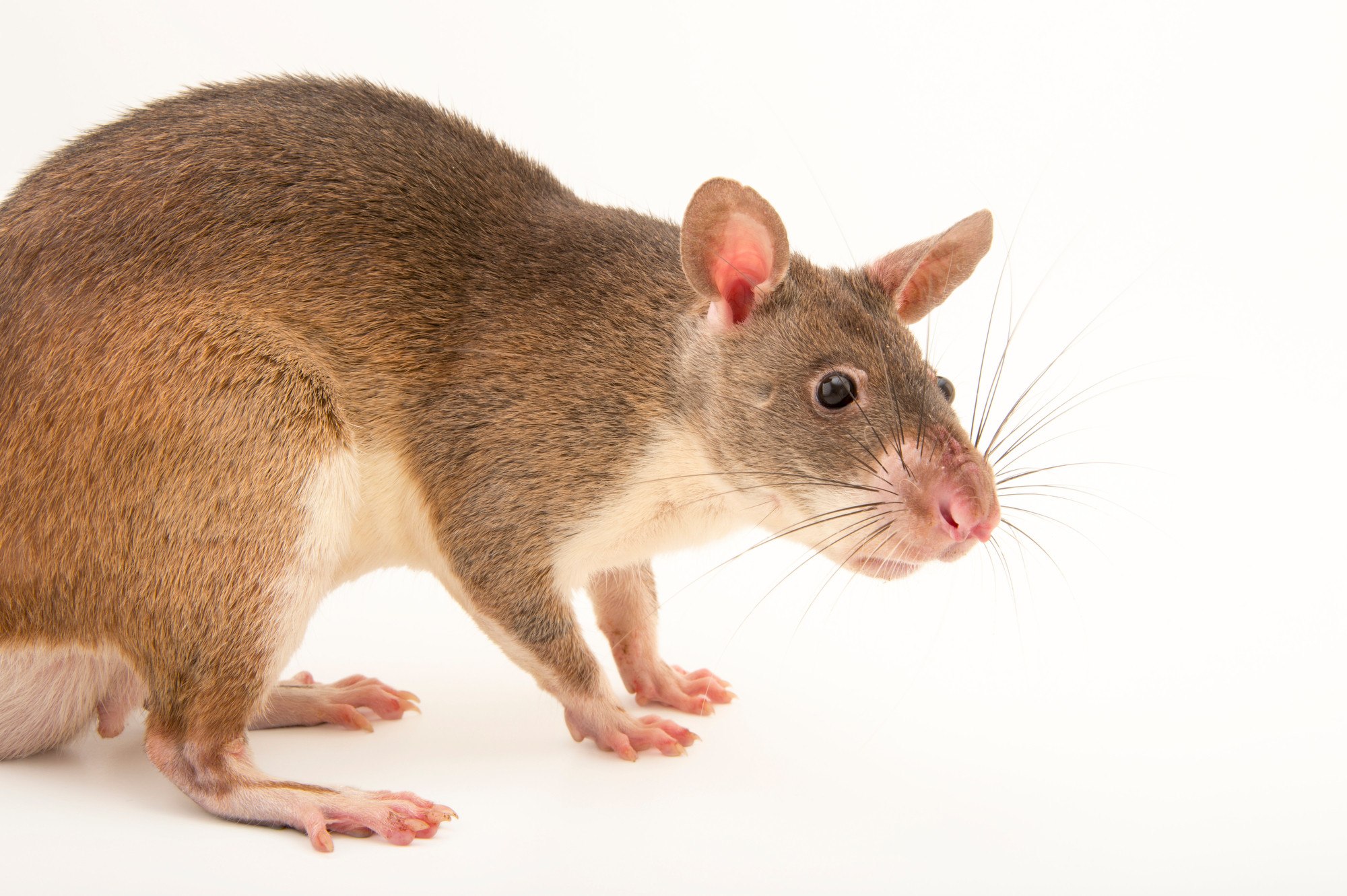 Cricetomys gambianus. Гамбийская хомяковая крыса. Гамбийская сумчатая крыса. Гамбийская хомяковая крыса (Cricetomys gambianus). Акомис иглистая мышь.
