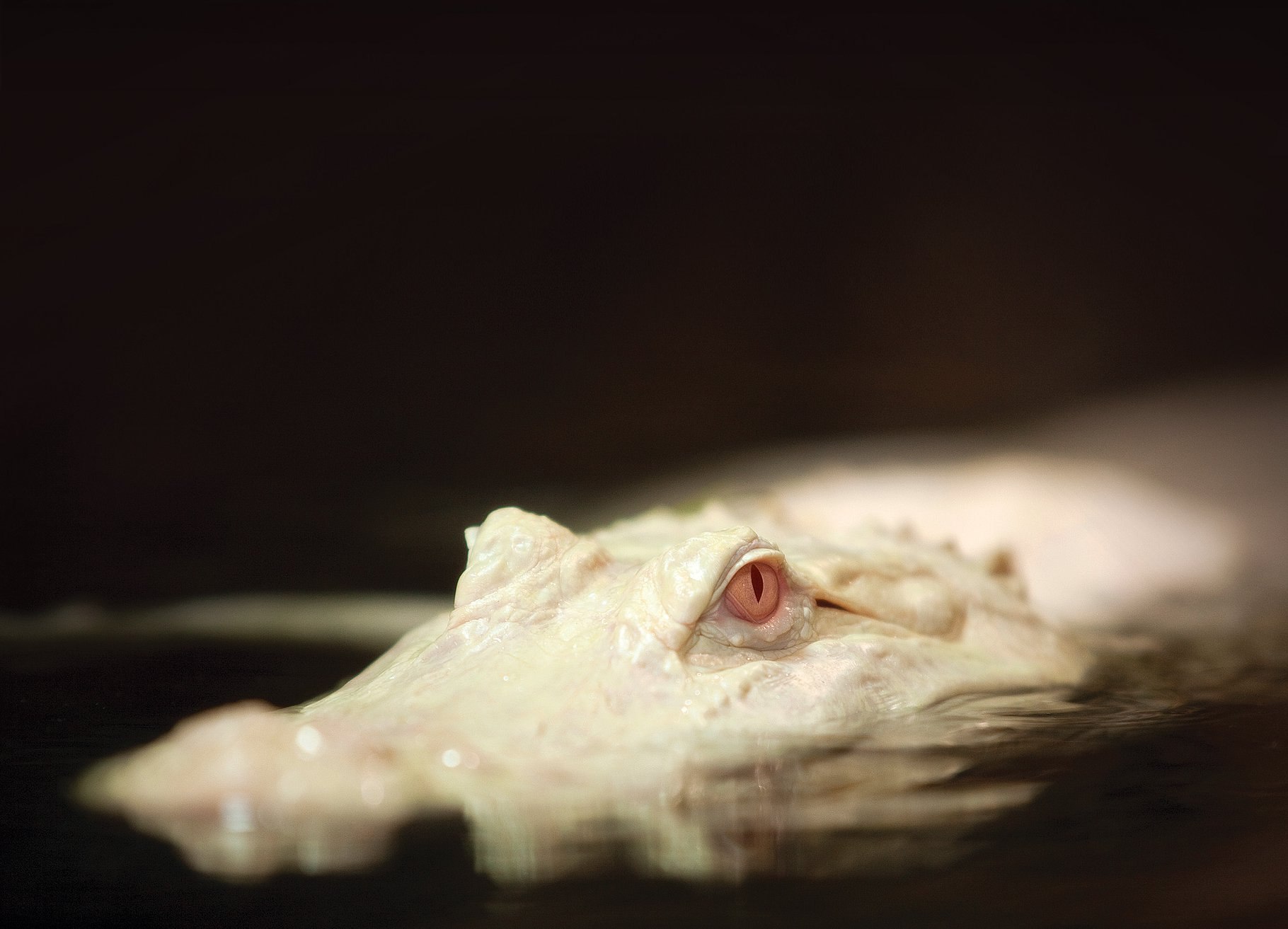 Гибель животных альбиносов в дикой природе. Аллигатор альбинос. Белый крокодил альбинос. Миссисипский Аллигатор альбинос. Глаз крокодила альбиноса.