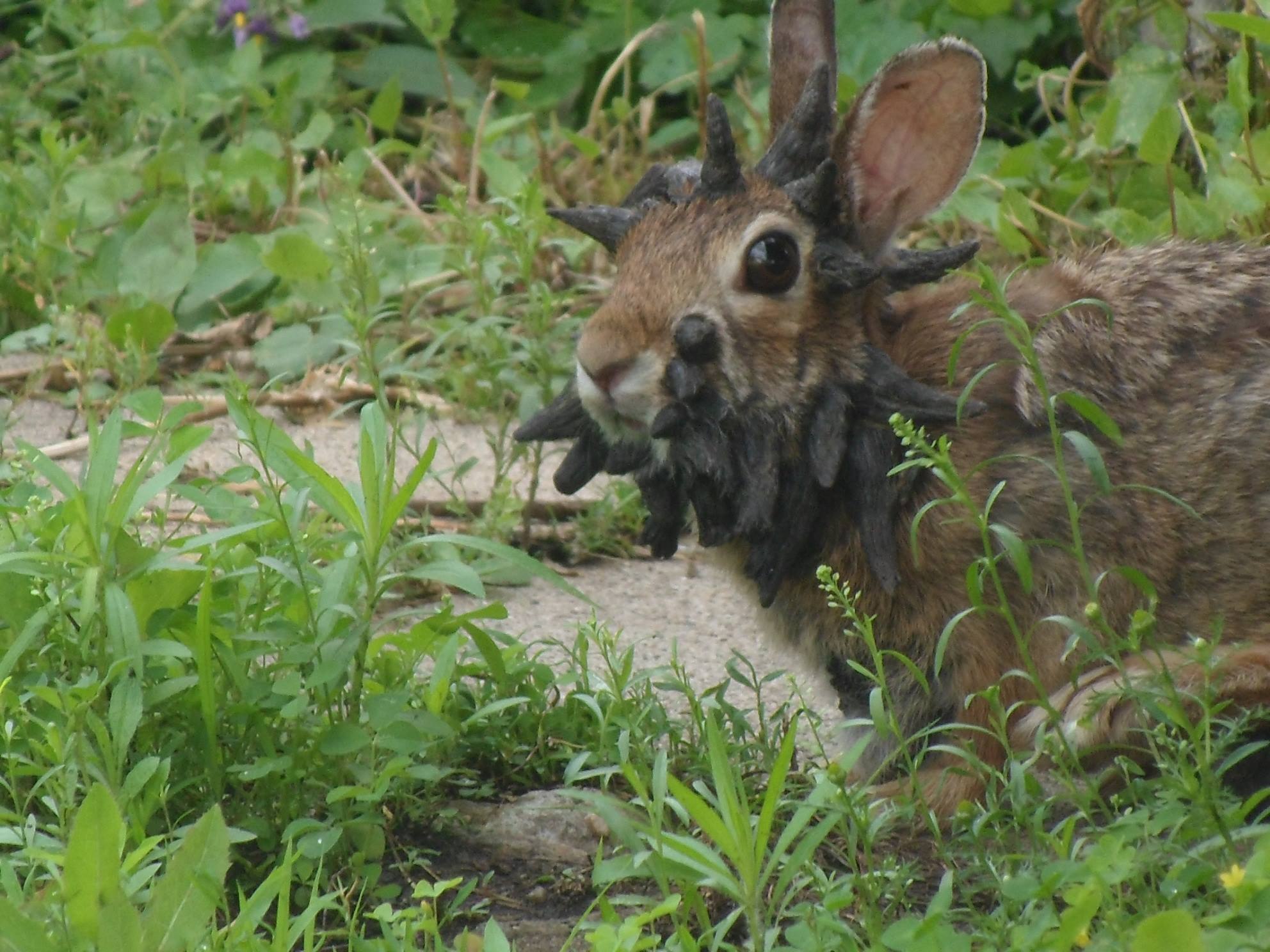 Инфекция диких животных. Папиллома Шоупа у кроликов. Вирус папилломы кролика. Кролик, поражённый папилломавирусом. Рогатый заяц.