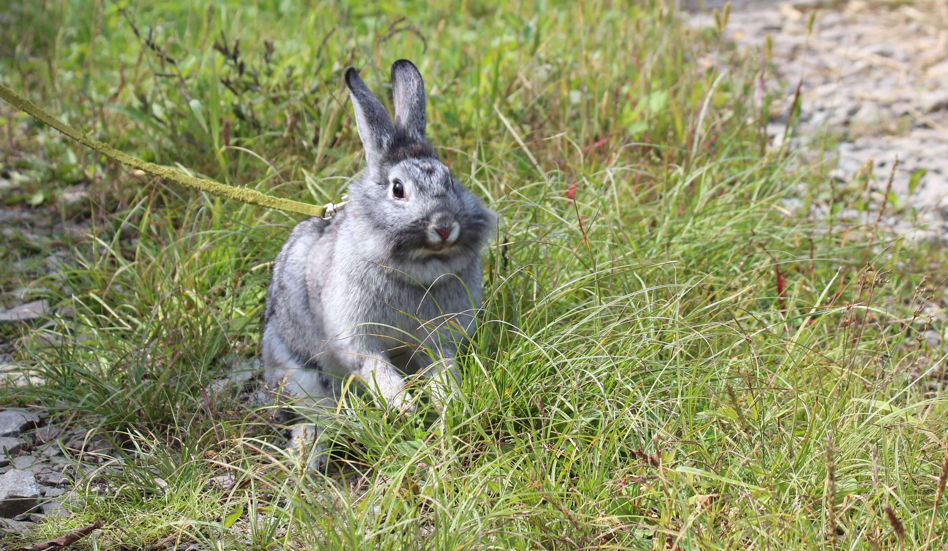 Rabbit is grey