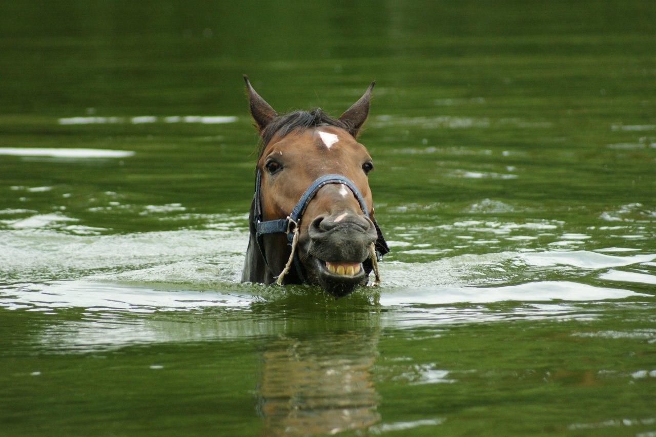 Водяная лошадь это. Водный конь. Лошадь плывет. Лошади в воде. Год водяной лошади.