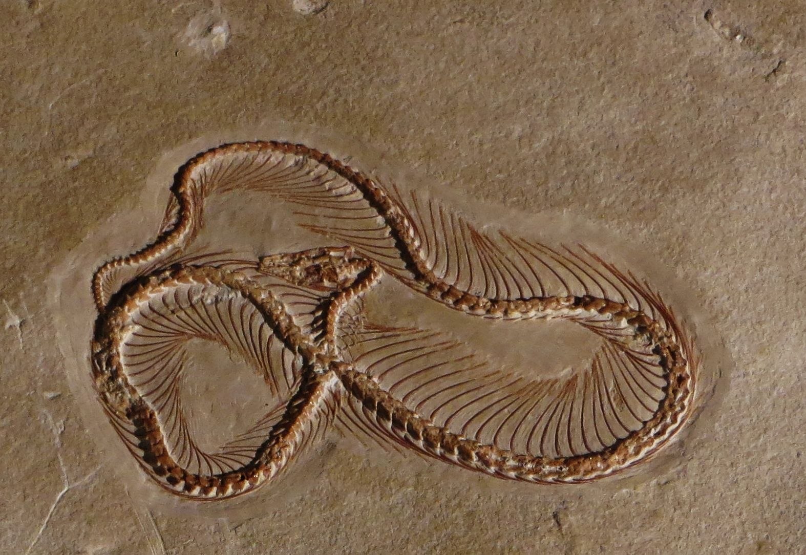 Змеи древности. Eupodophis descouensi. ТИТАНОБОА окаменелости. Eupodophis descouensi змея. Окаменелость змеи титанобо.