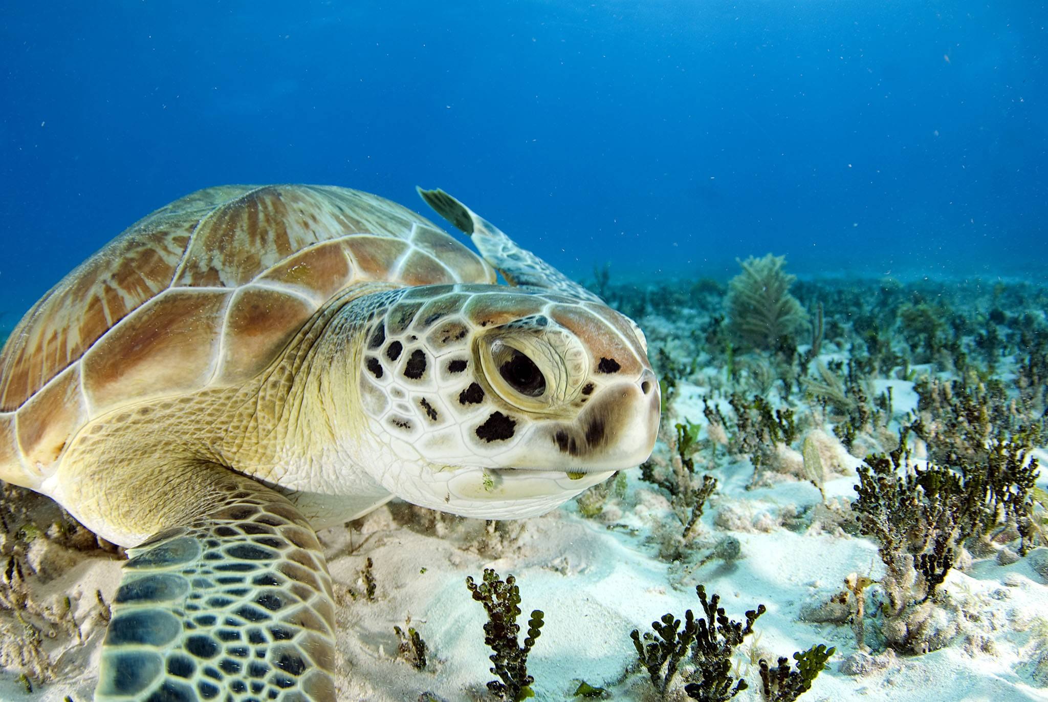 Морские обитатели морская черепаха. Черепаха бисса (Каретта). Рифовая морская черепаха. Зеленая морская черепаха ареал. Морская черепаха и Черепашата.