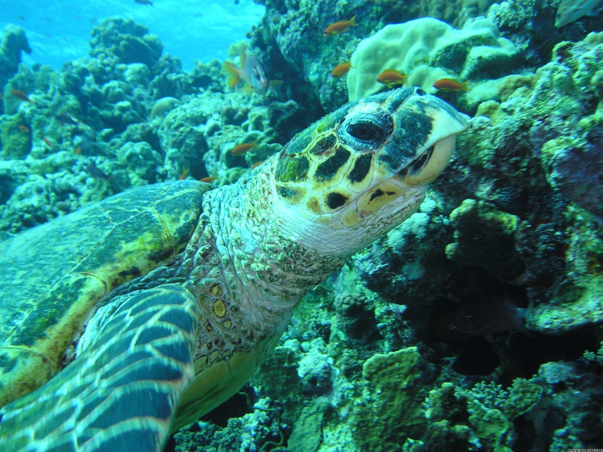 Среда обитания зеленой черепахи. Зеленая морская черепаха. Зеленая суповая черепаха. Зеленая морская Черепашата. Морская Тихоокеанская черепаха.