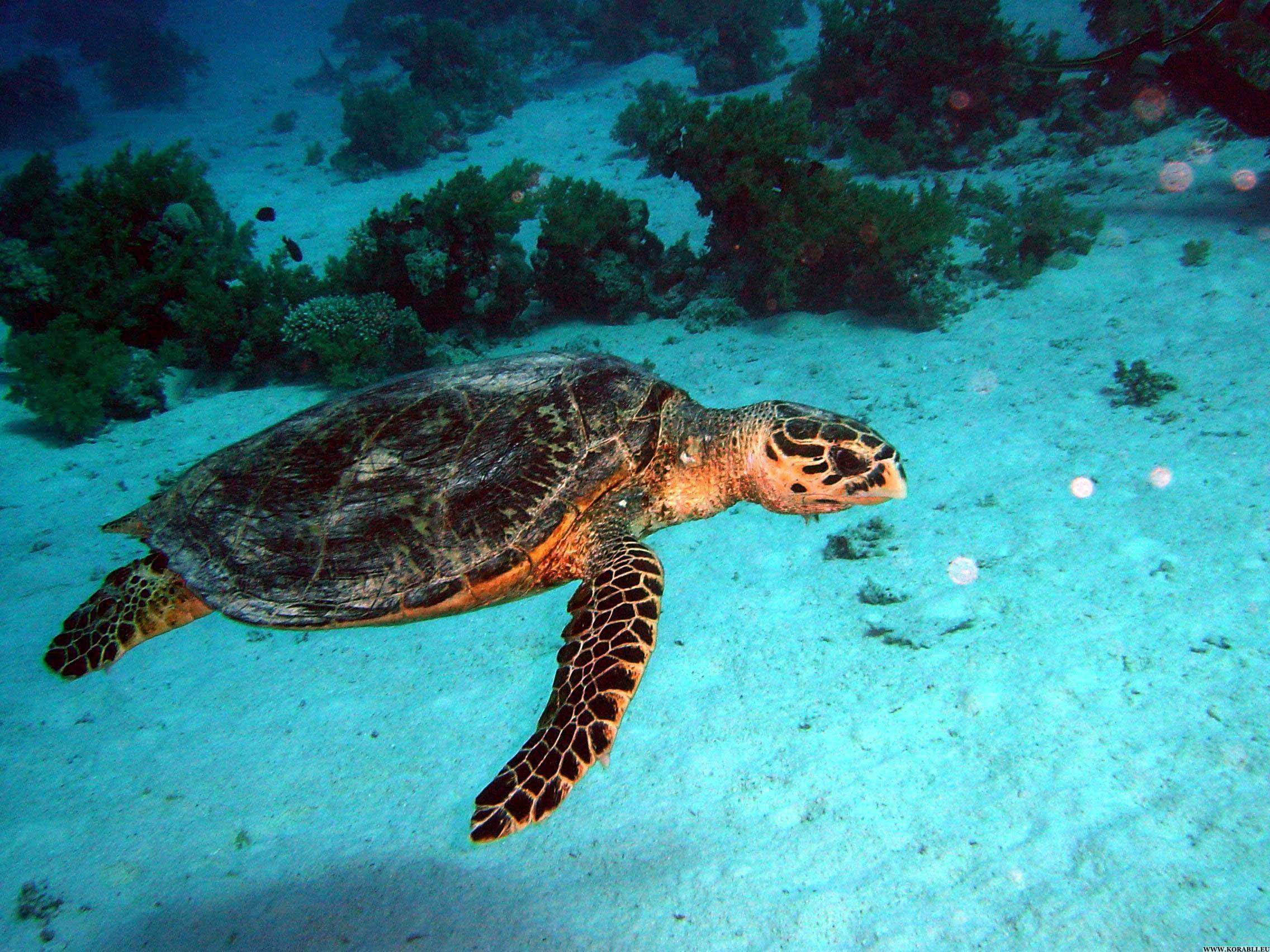 Скорость морской черепахи. Черепаха Каретта-Каретта. Морская черепаха. Черепаха бисса (Каретта). Черноморские черепахи морские.
