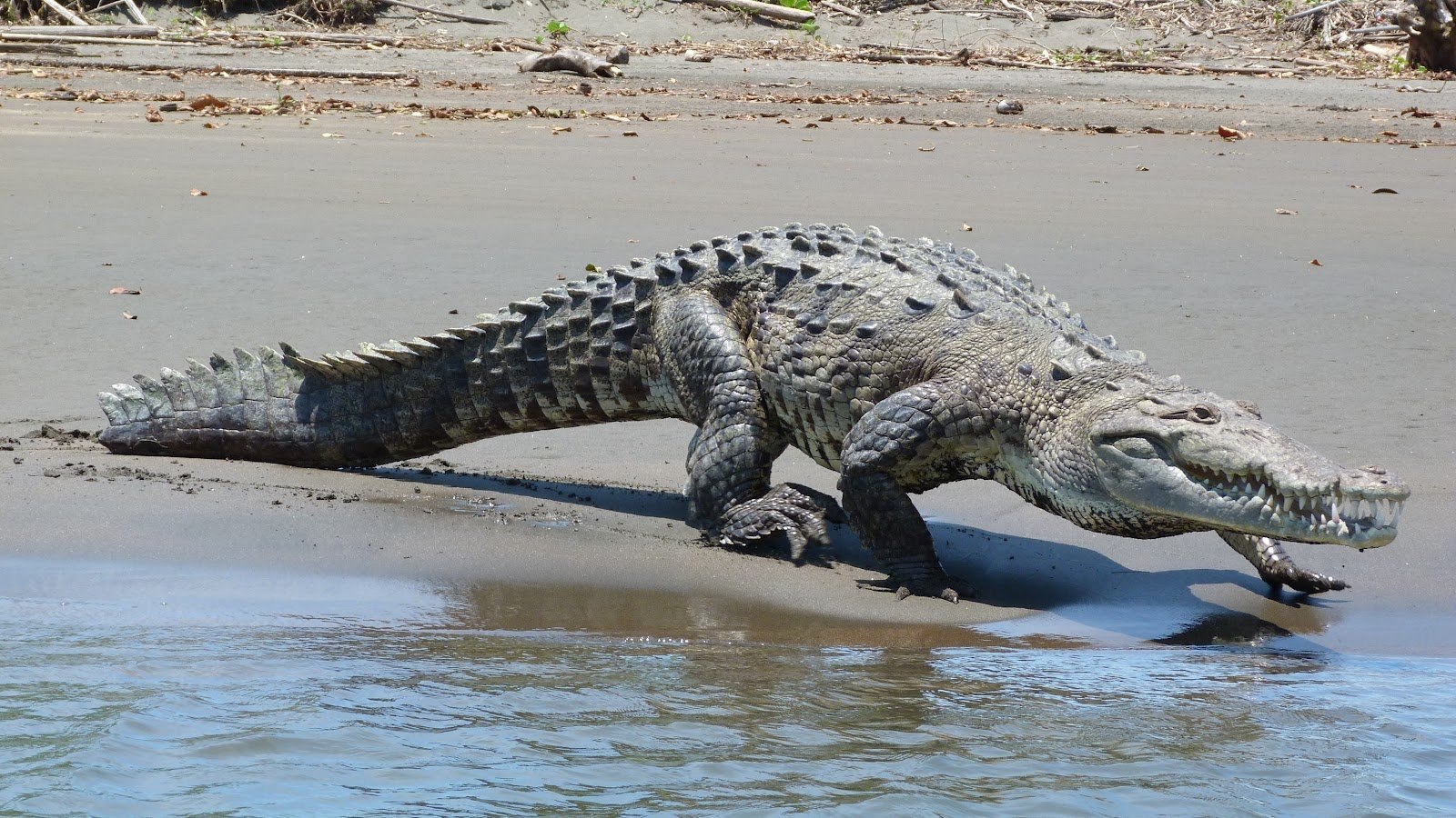Кайман животное. Оринокский (колумбийский) крокодил. Крокодил Ориноко. Нильский Кайман. Кайман Южной Америки.