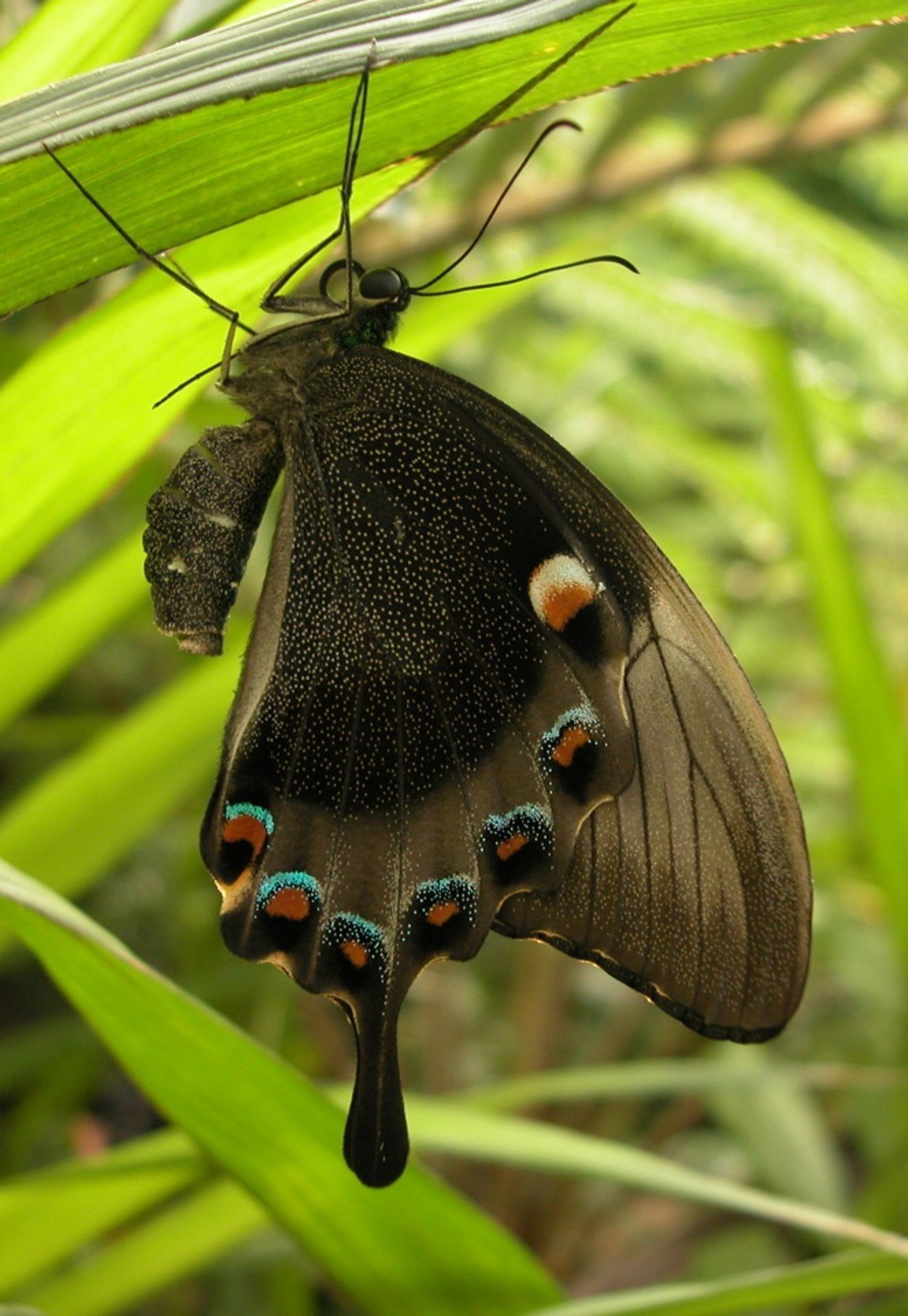 Черные ночные бабочки. Папилио Палинурус бабочка. Парусник Палинур. Бабочка парусник Палинур. Цитерония Королевская бабочка.