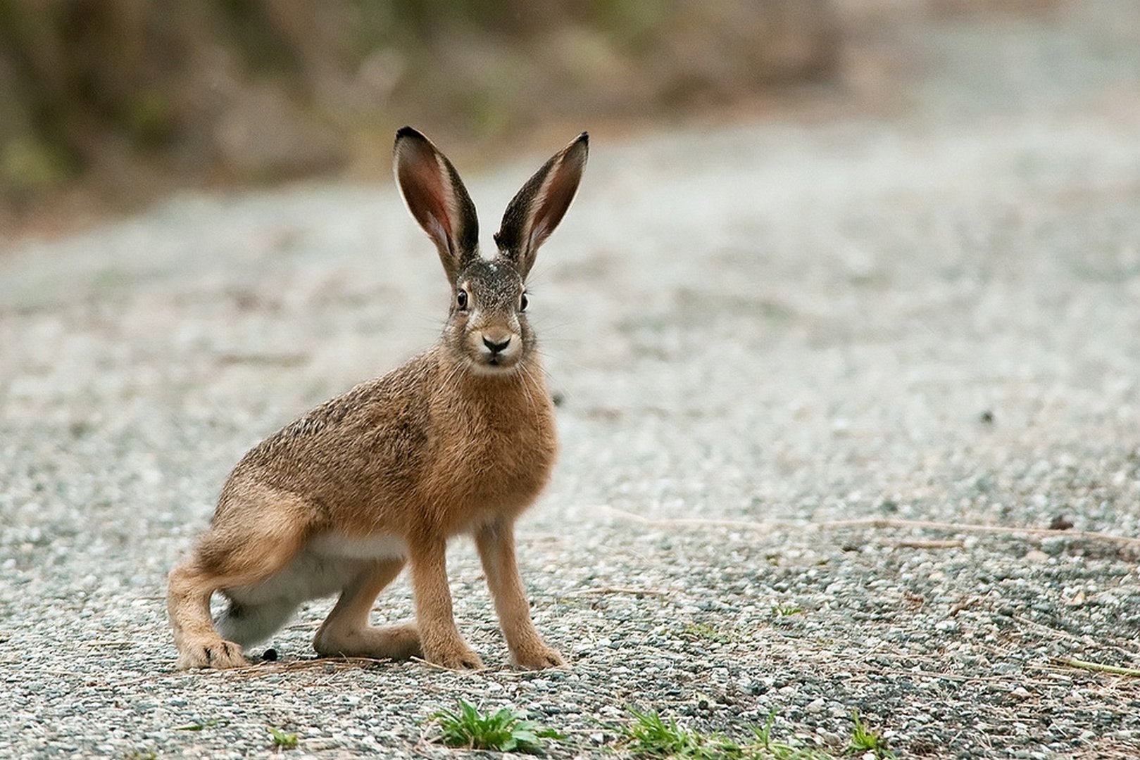 Заяц фото. Заяц-Русак. Заяц Русак в Крыму. Заяц-Русак (лат. Lepus europaeus). Маска заяц.