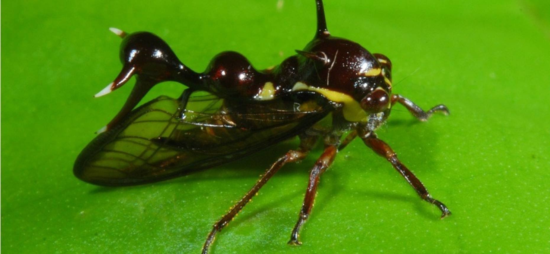 Страшный мир насекомых. Жук Горбатка бразильская. Бразильская Горбатка (Bocydium globulare). Жук Горбатка рогатая. Жук Горбатка зелёная.