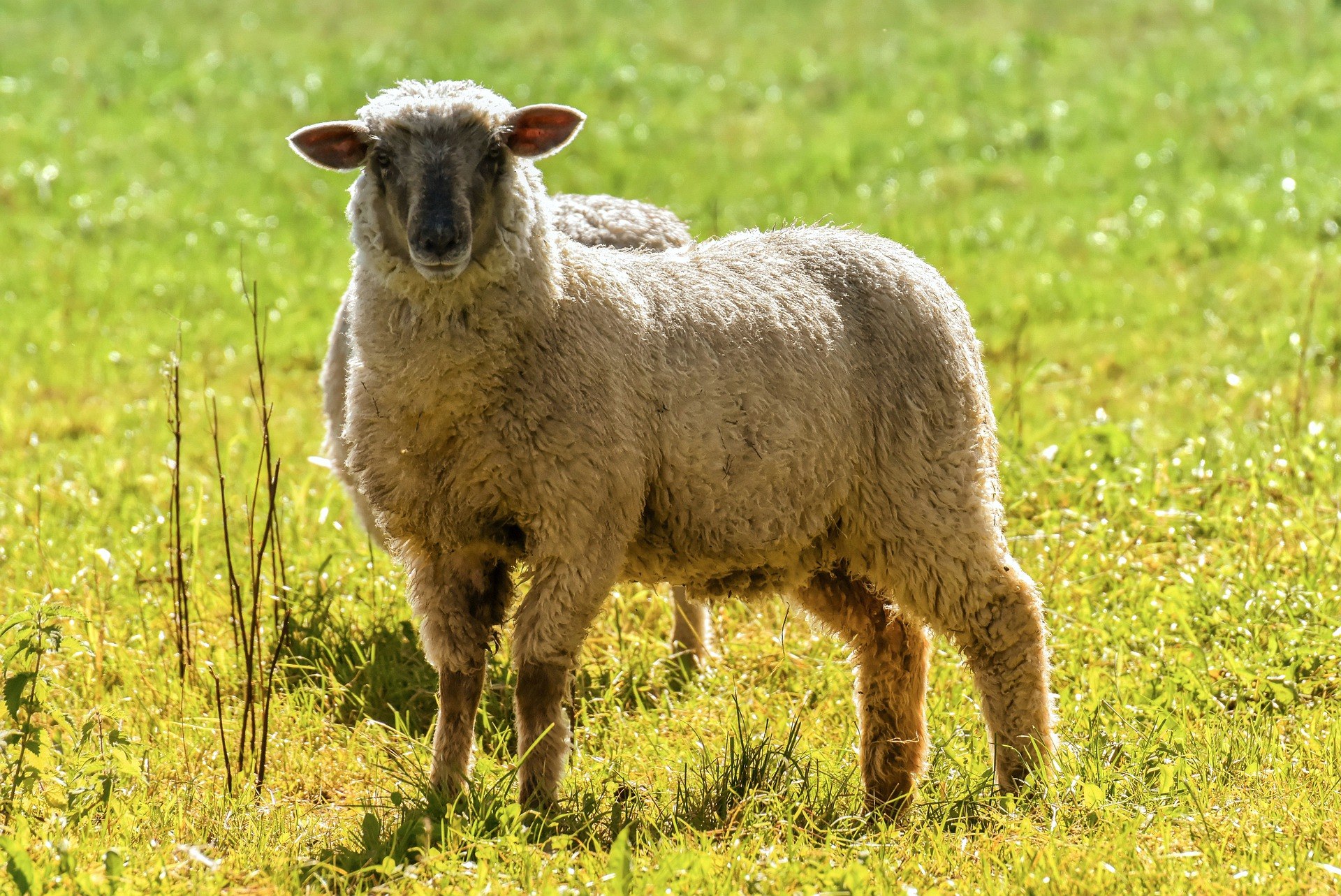 Хвост овцы. Коричневая овца. Баран фермерский. Овца без шерсти. Цвет шерсти овец
