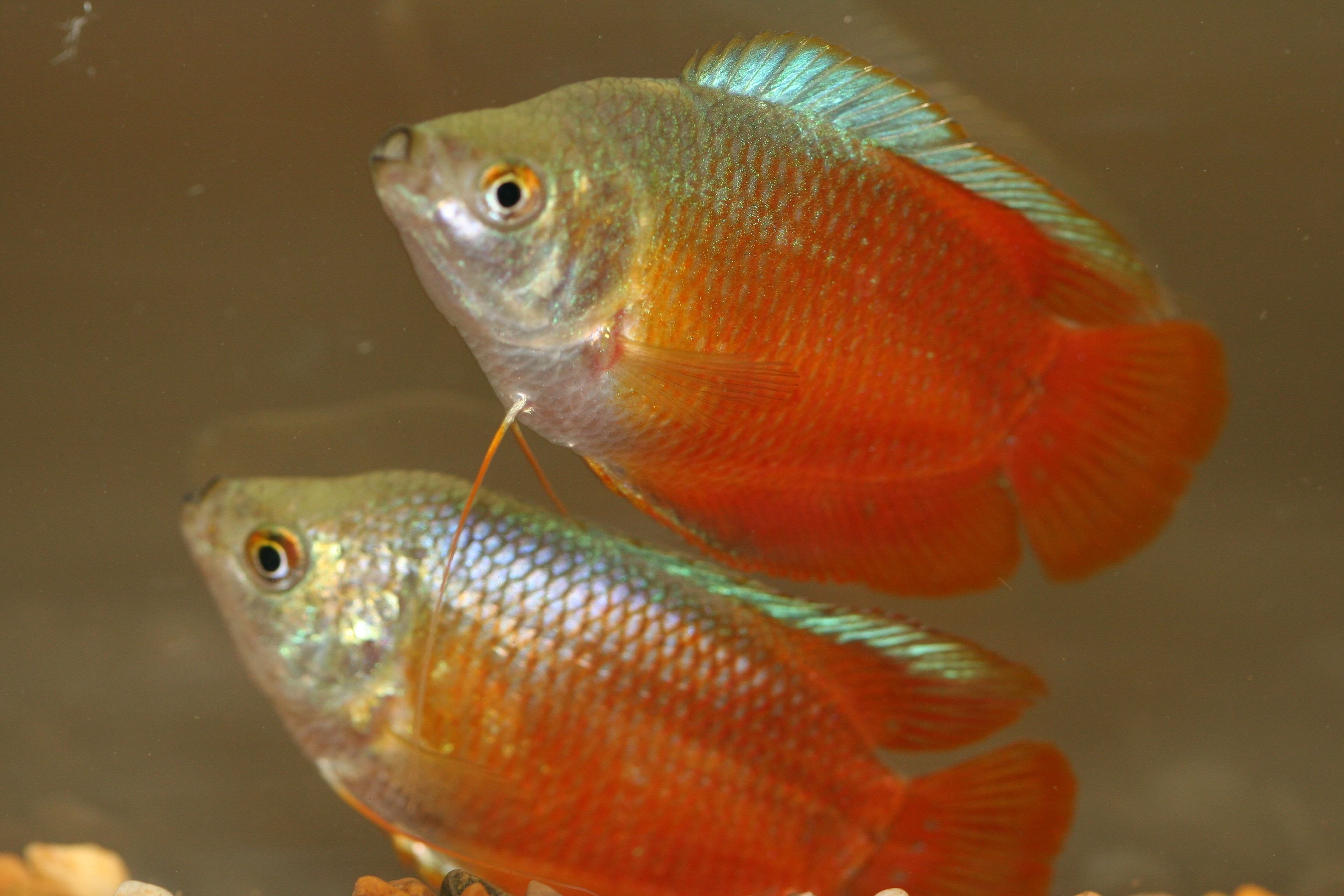 Аквариумные рыбки самки и самцы. Лялиус рыбка аквариумная. Лялиус коралловый. Лялиус самка и самец. Лялиус оранжевый.