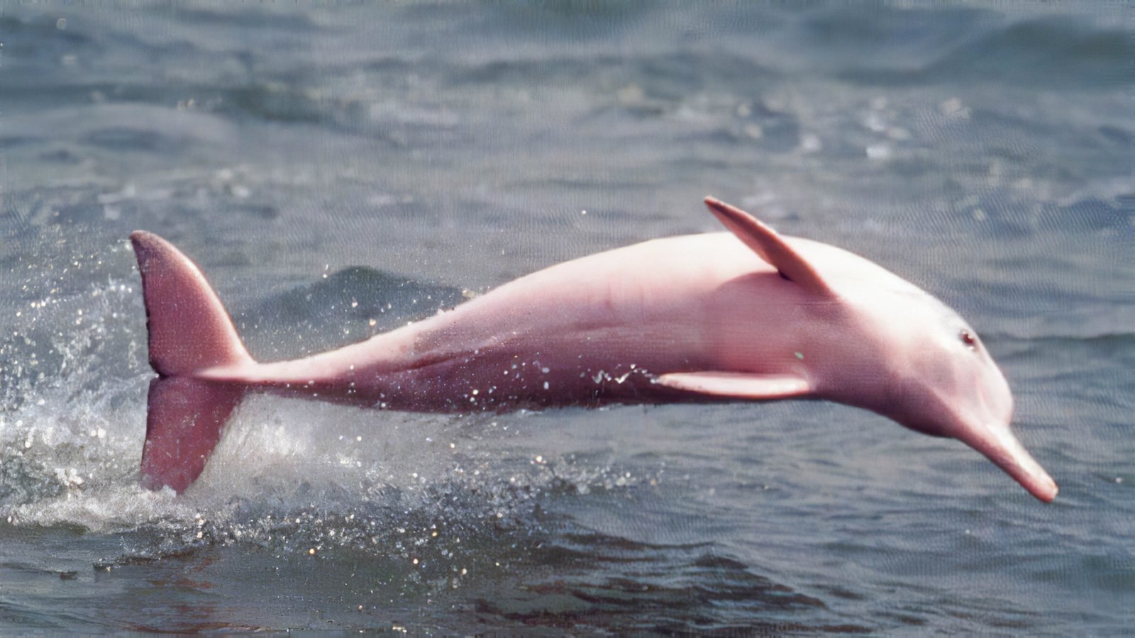 розовый кит фото