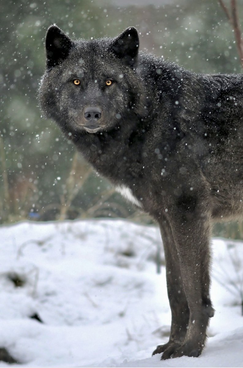 Все о породе собаке канадский волк